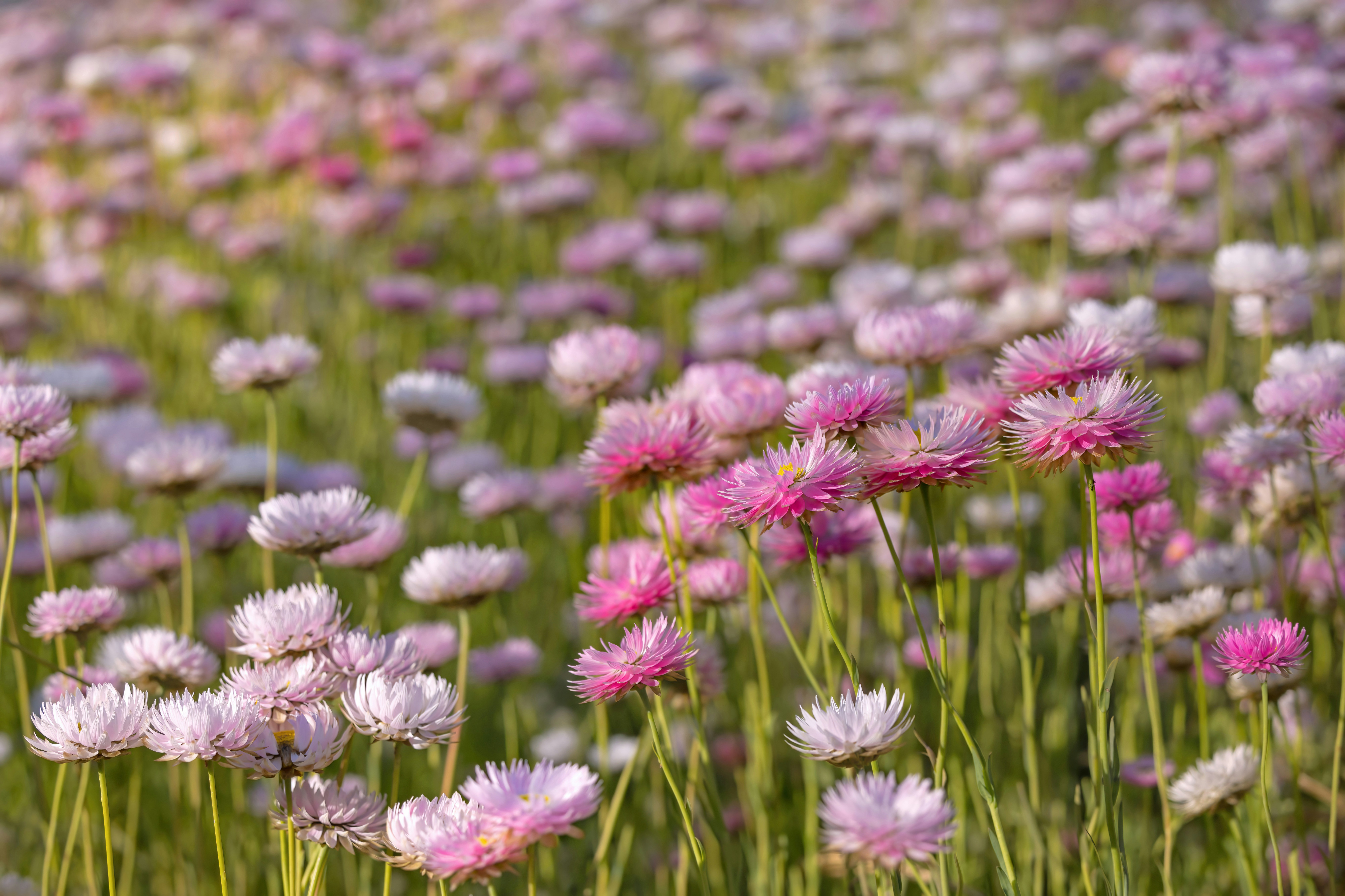 A field of pink and white paper daisies blooming in soft natural light