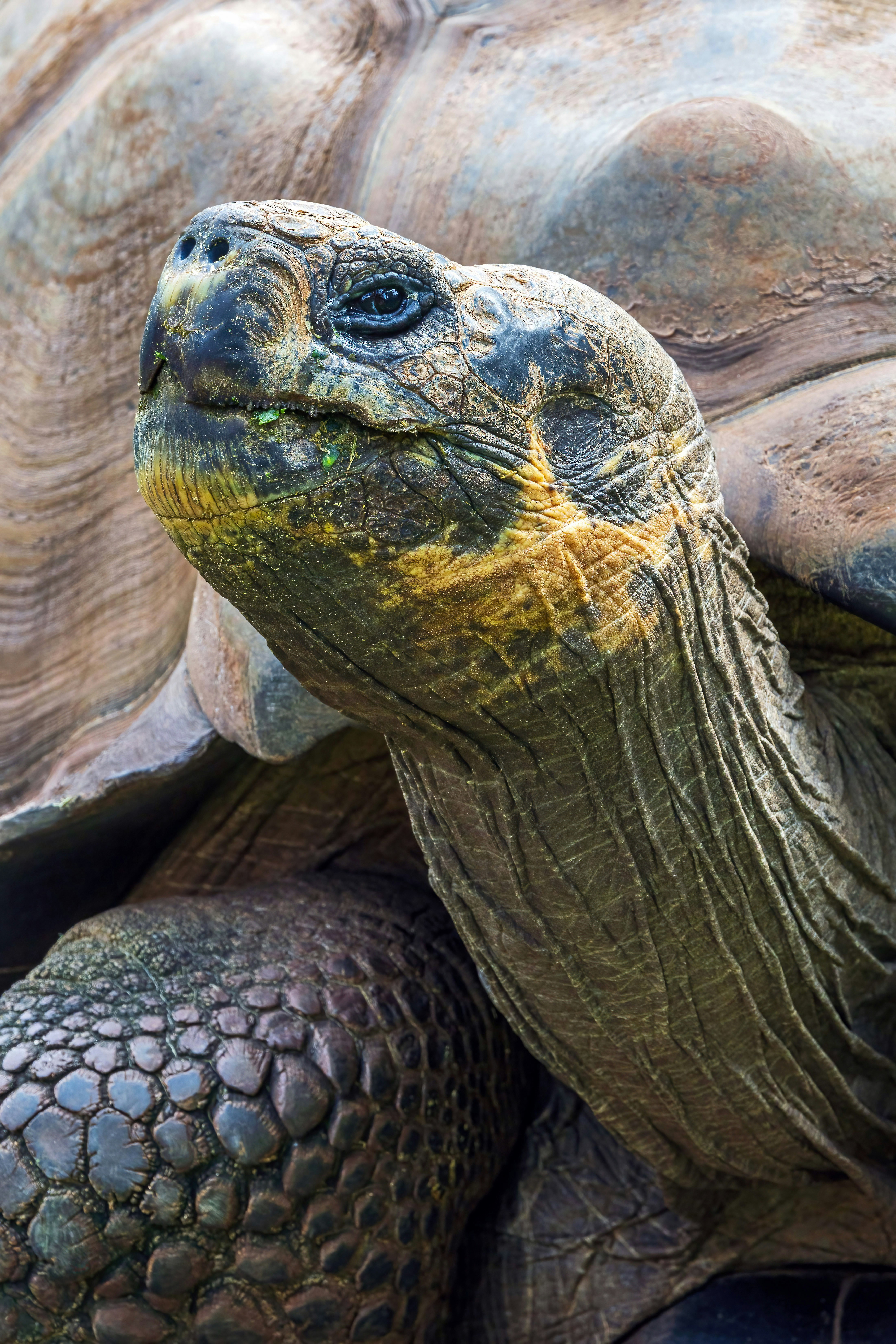 Close-up of a Galapagos giant tortoise head with textured skin and a weathered shell
