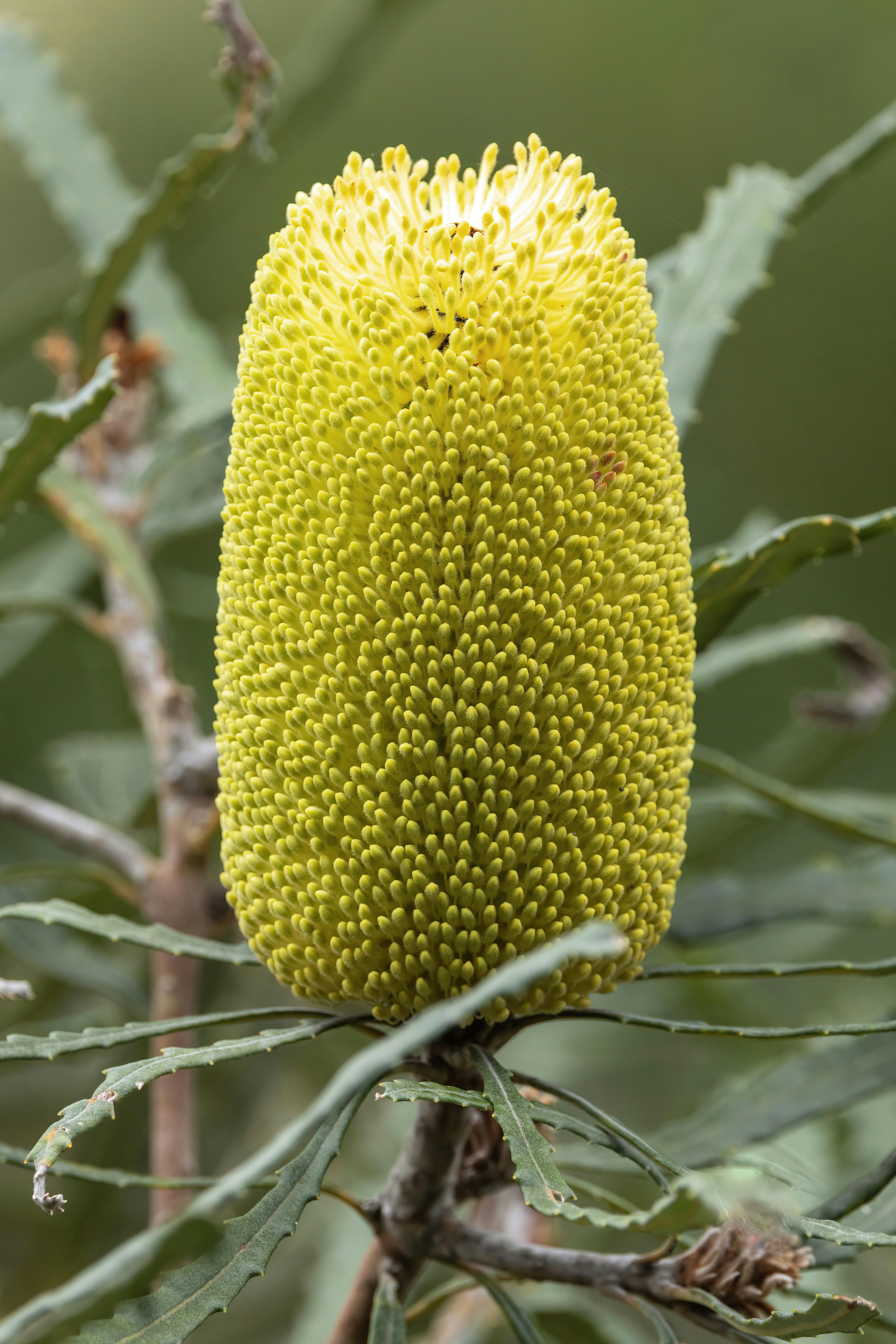 A yellow banksia flower head with serrated green leaves in a soft focus garden