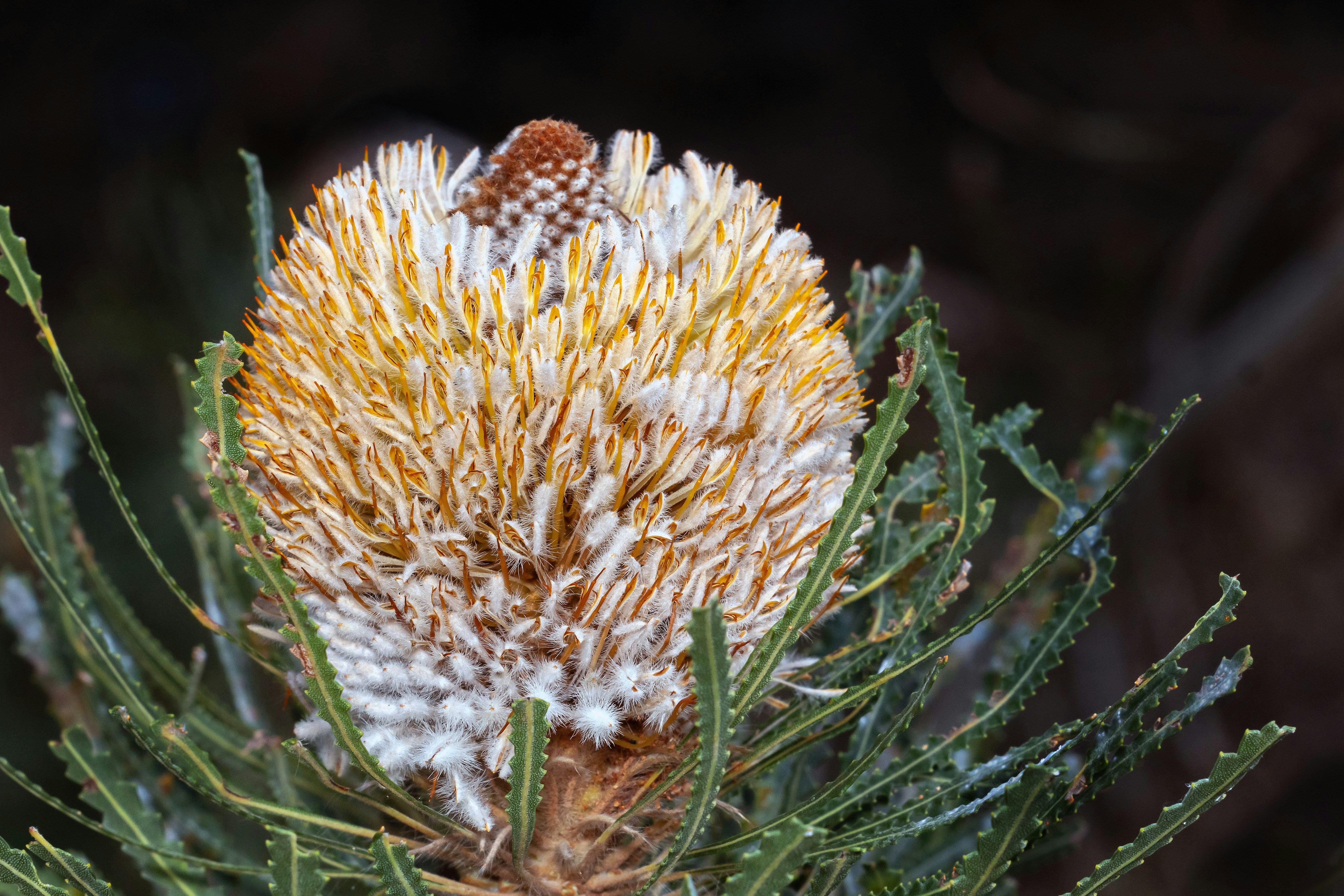 A blooming banksia flower with white and golden yellow petals on a dark background