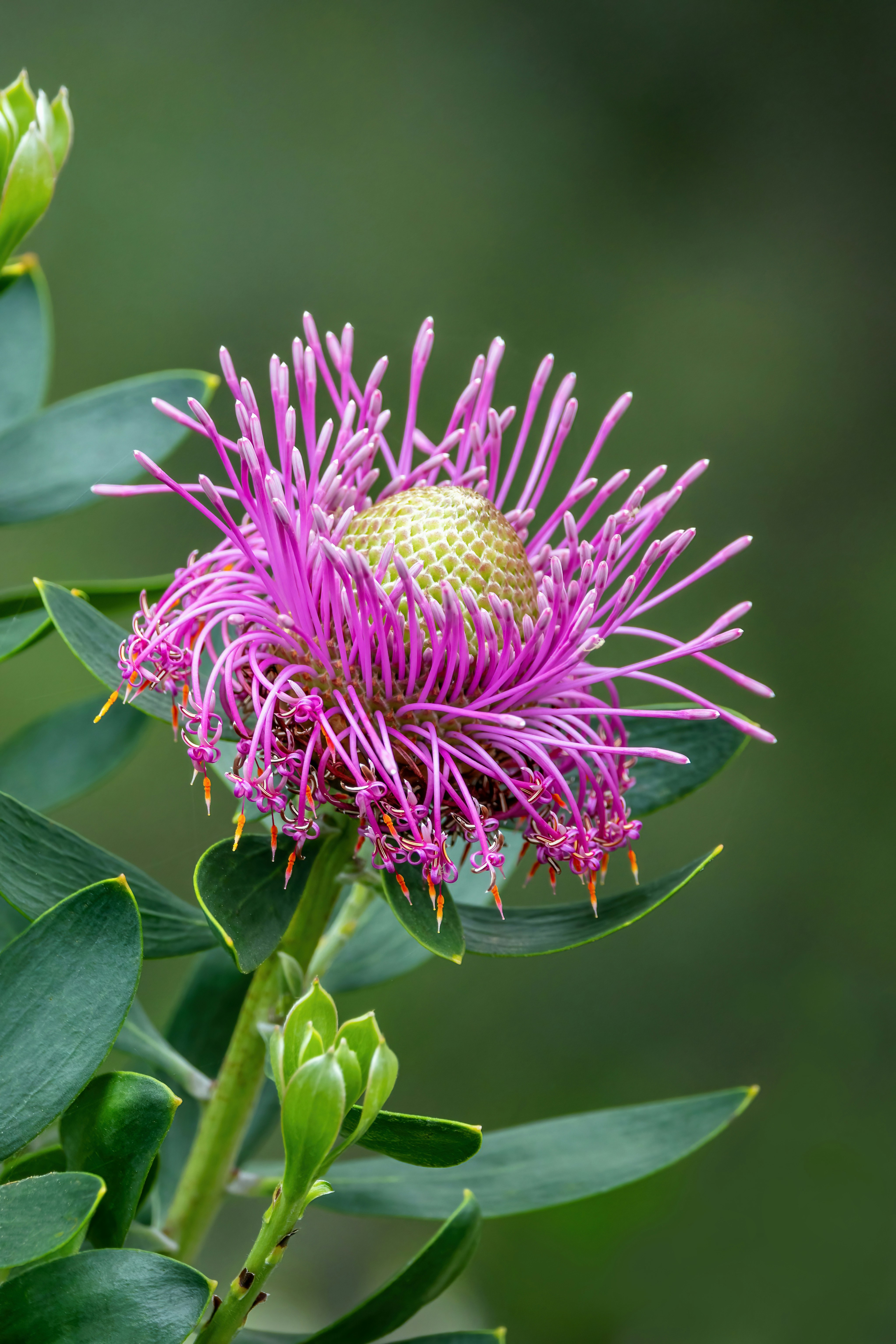 A vibrant pink pincushion protea flower with a textured green center against a soft green background