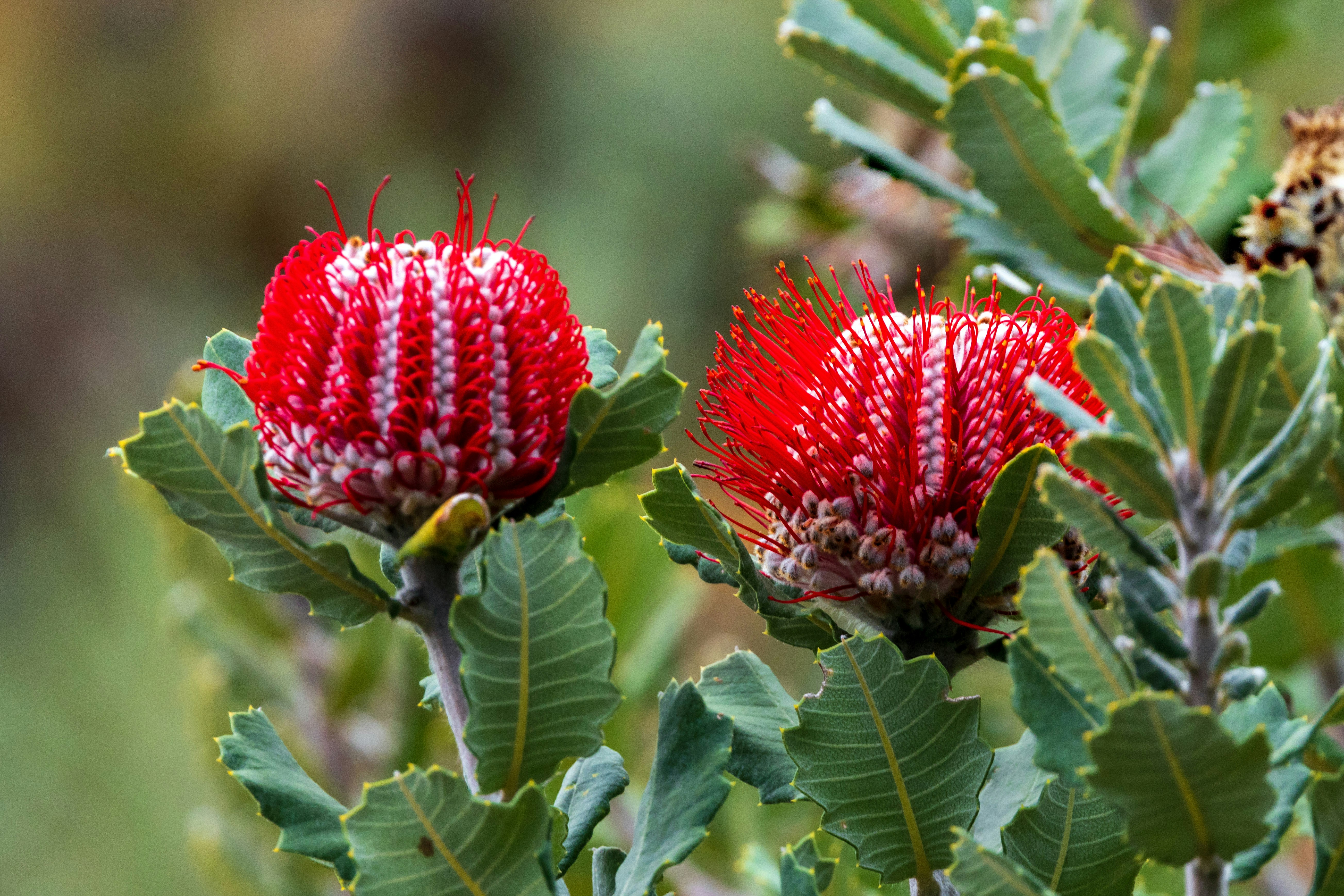 Two vibrant red banksia flowers with serrated green leaves in a natural setting