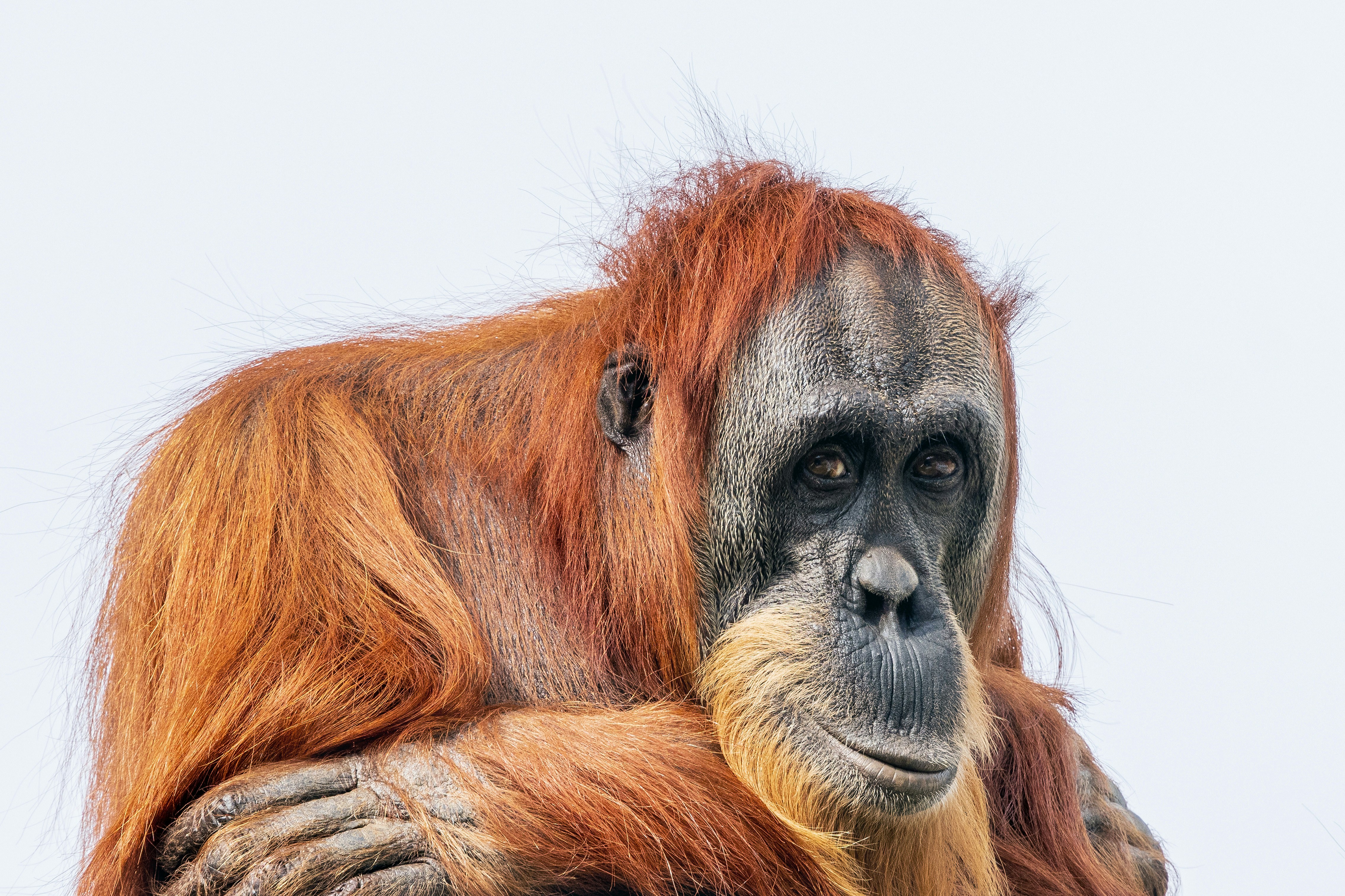 An orangutan with long reddish-brown fur and a dark face against a pale background