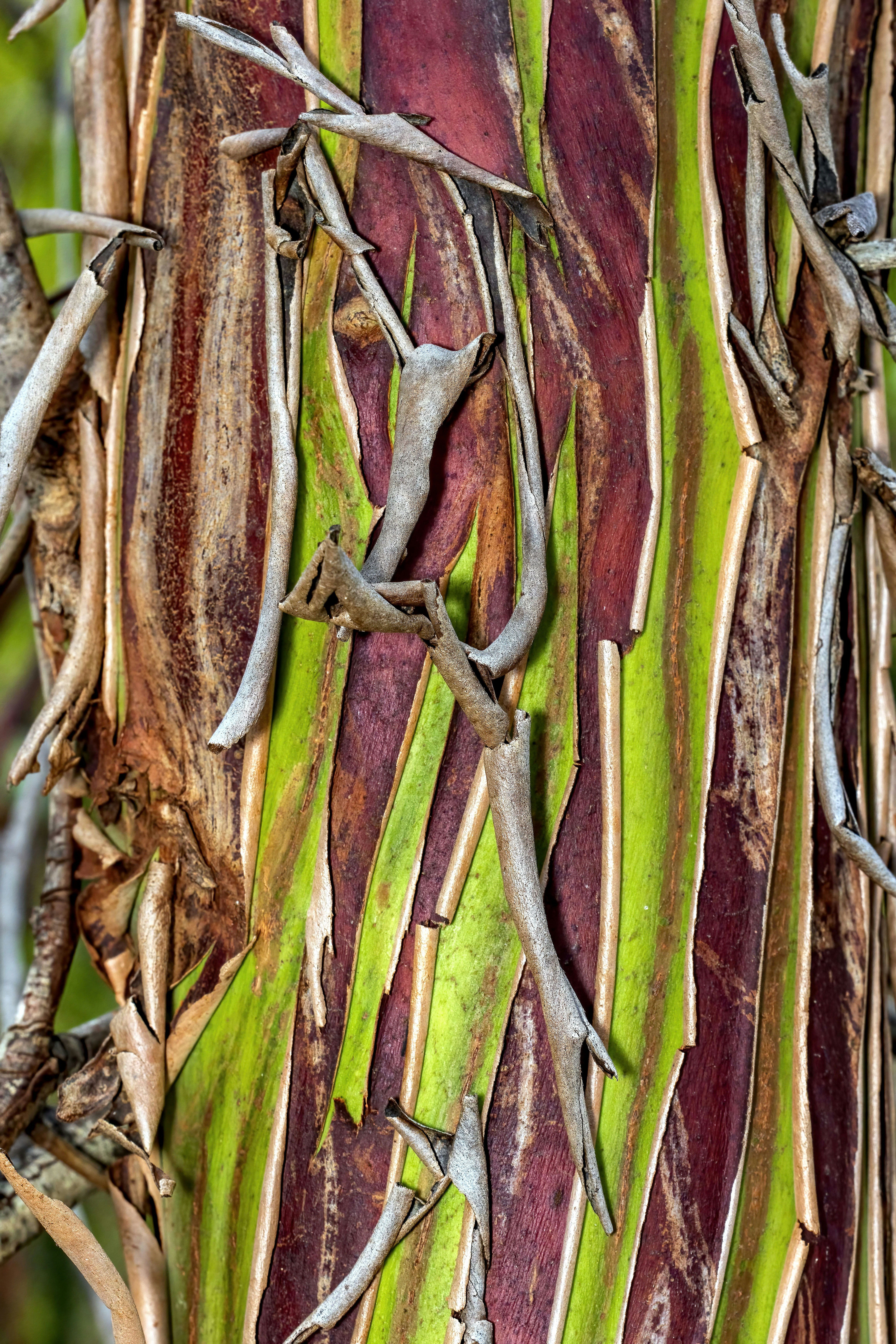 Close-up of tree bark with peeling strips of green and deep red layers