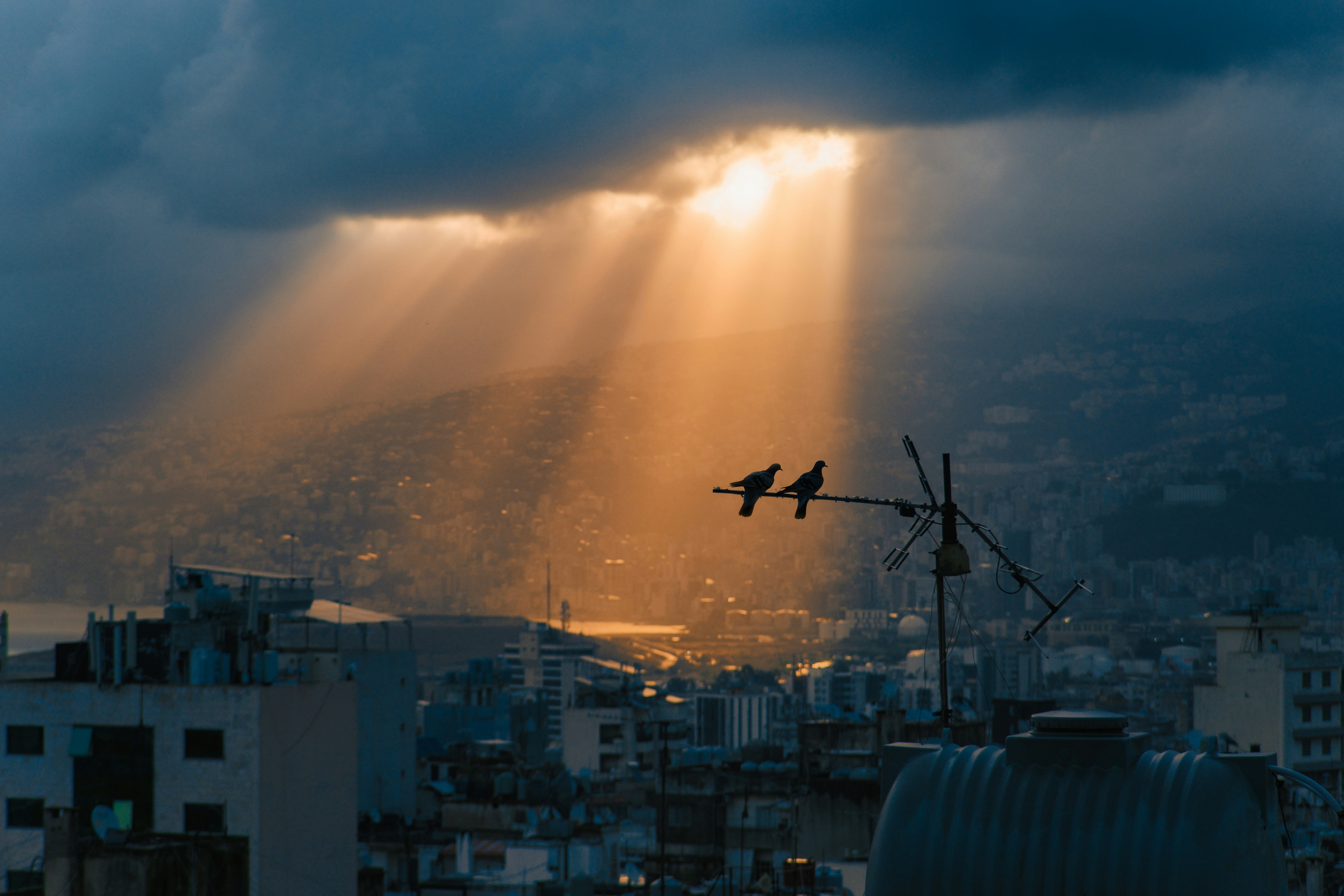 Pigeons on antenna over city skyline - Free Photo on Unsplash