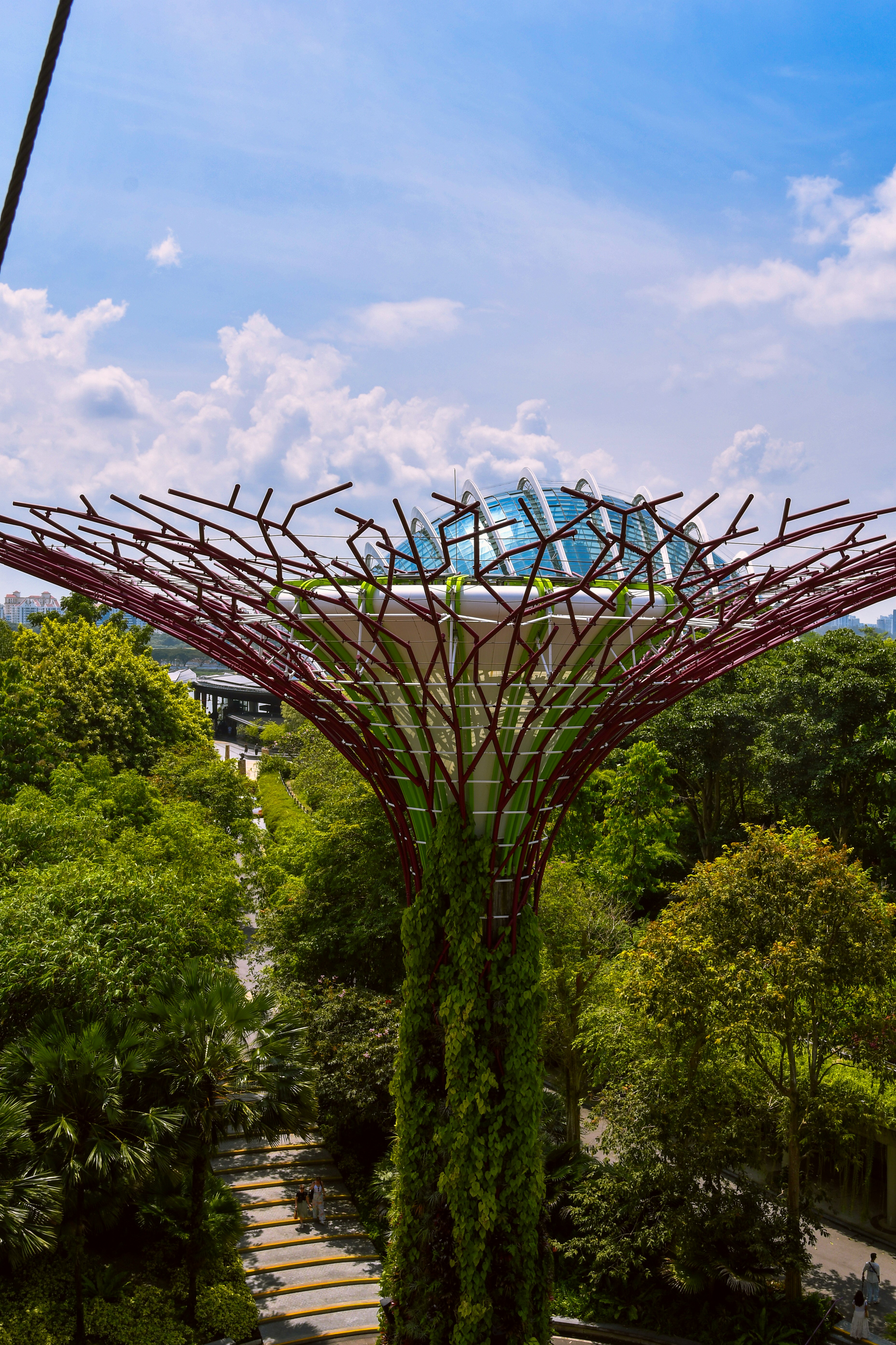 Una struttura Supertree coperta di viti a Gardens by the Bay a Singapore