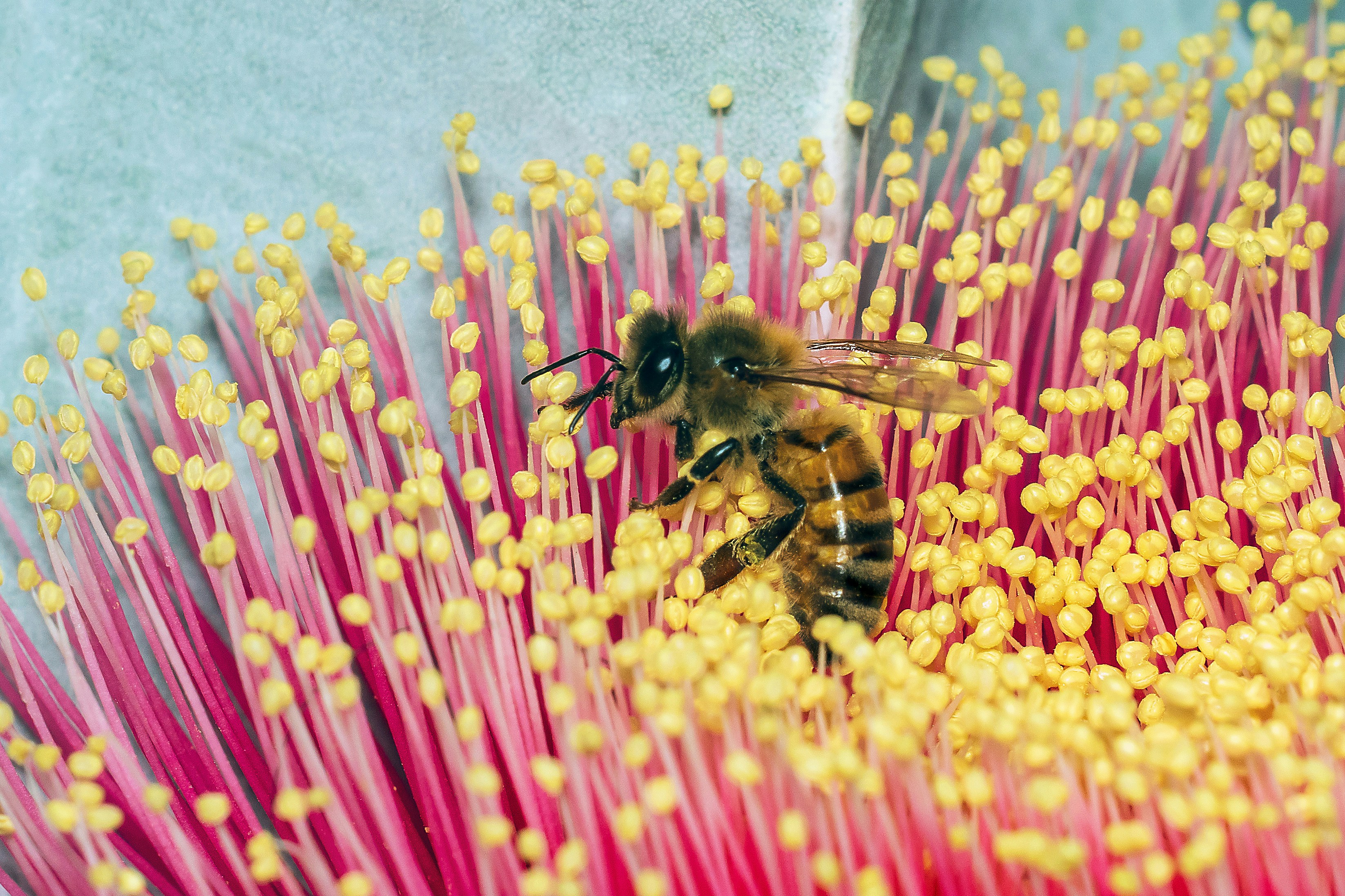 A honey bee foraging on a vibrant pink flower with many yellow stamens