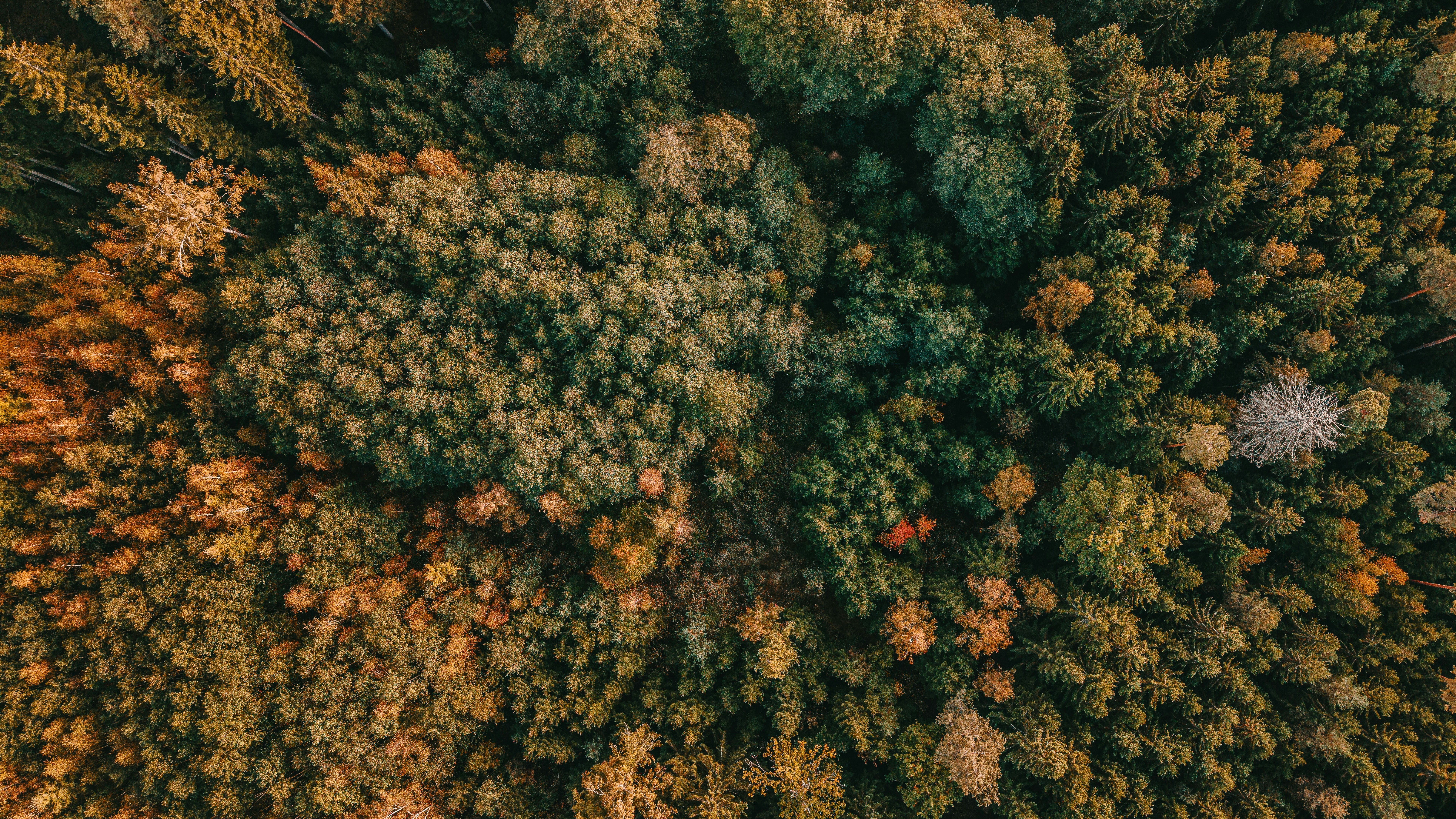 An aerial view of a dense forest with a mix of green and golden autumn foliage