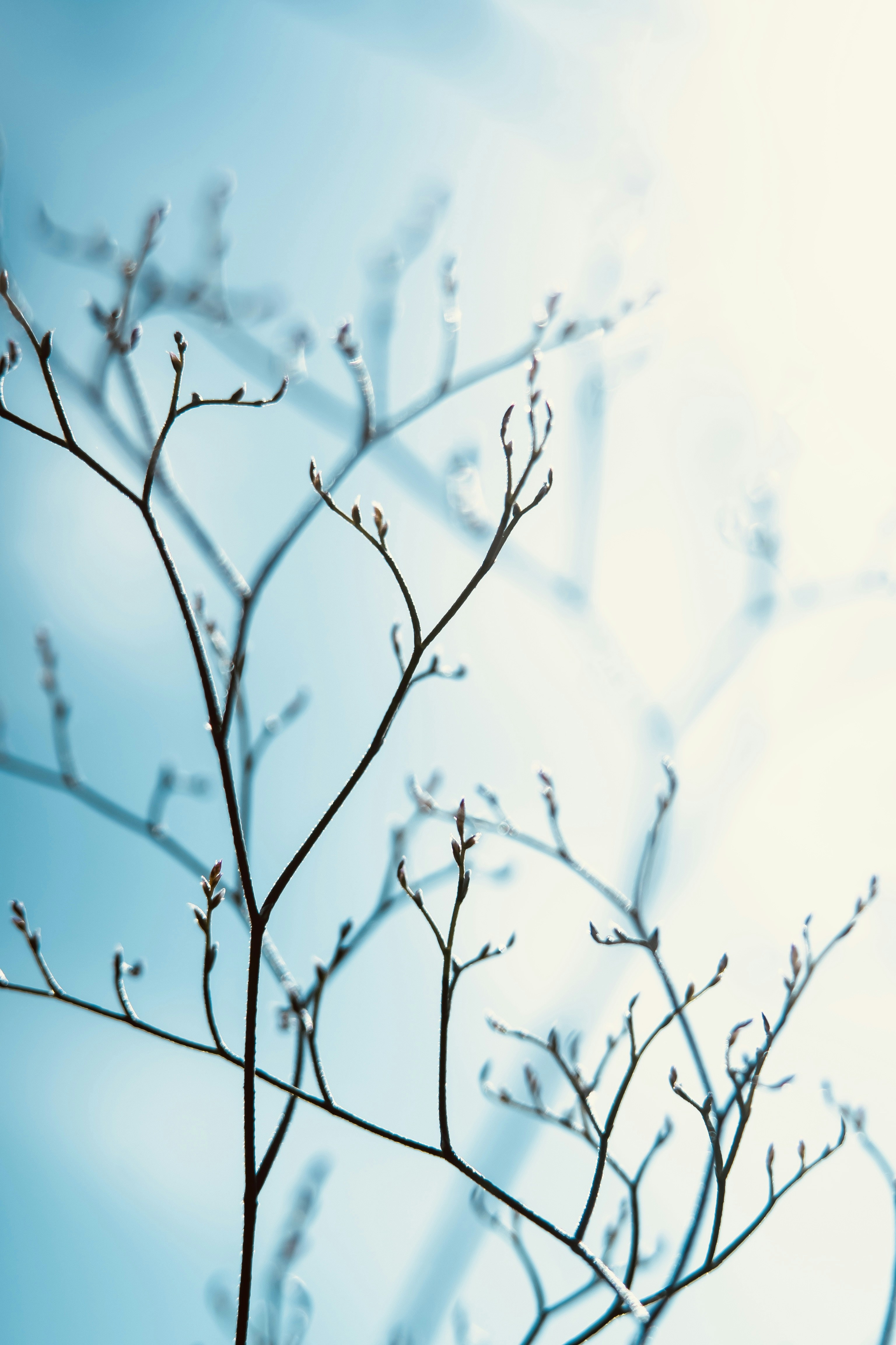 Delicate bare branches with tiny buds against a bright blue sky