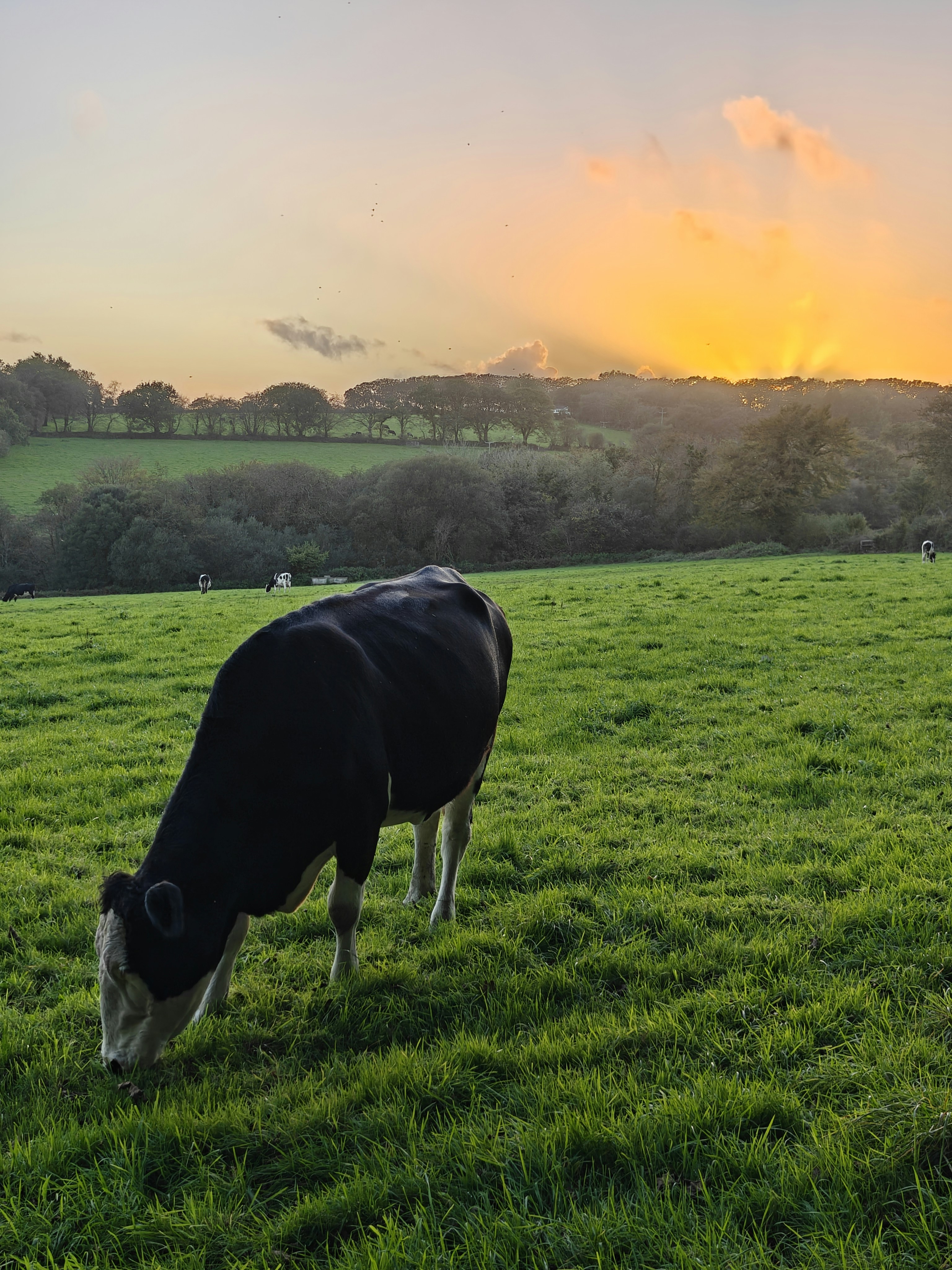 A dairy cow grazes in a field as the sun sets in the background.