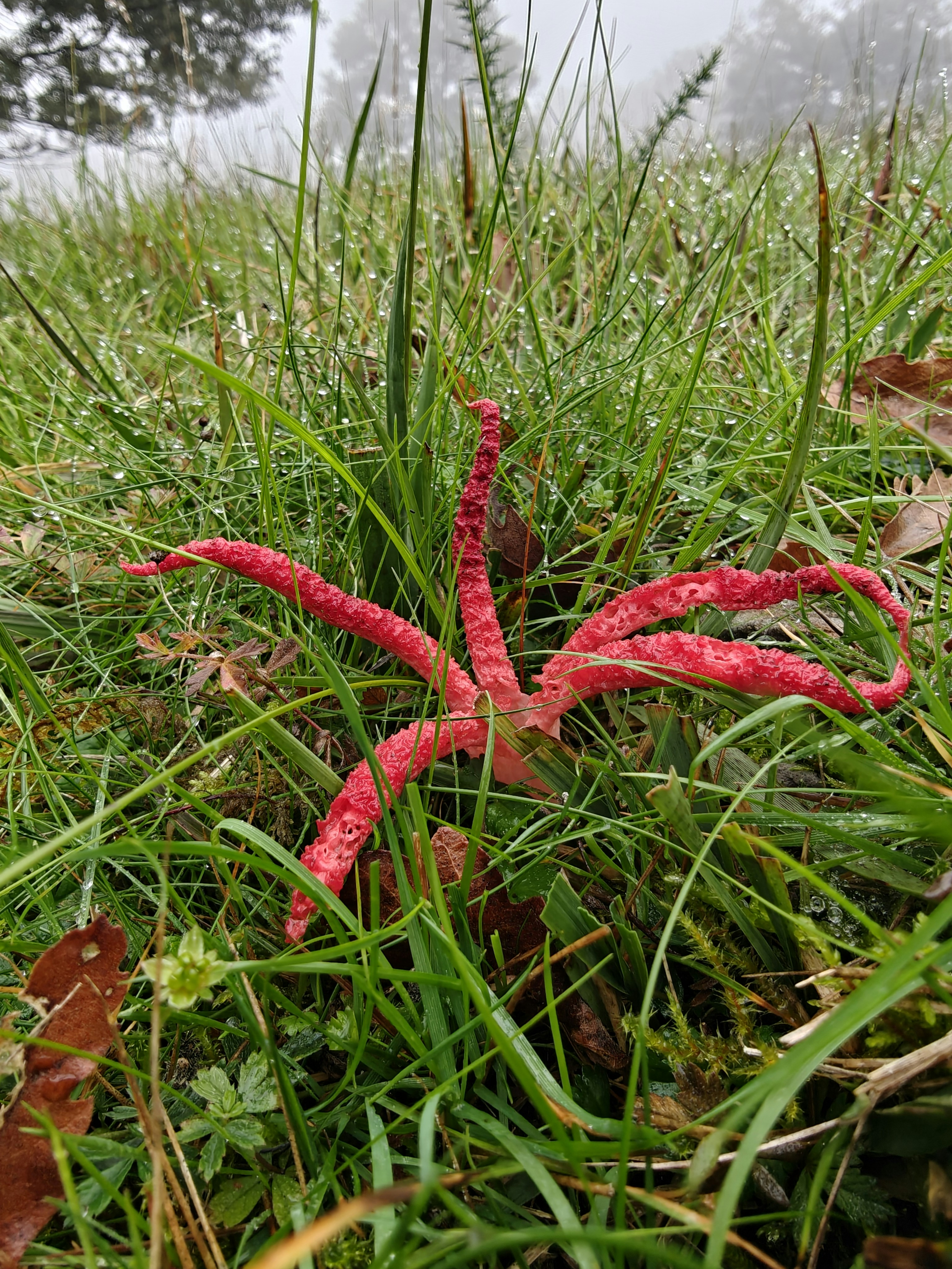 Devil's fingers fungus (Clathrus archeri) in grassland in Dartmoor, Devon. The grass is speckled with dew.