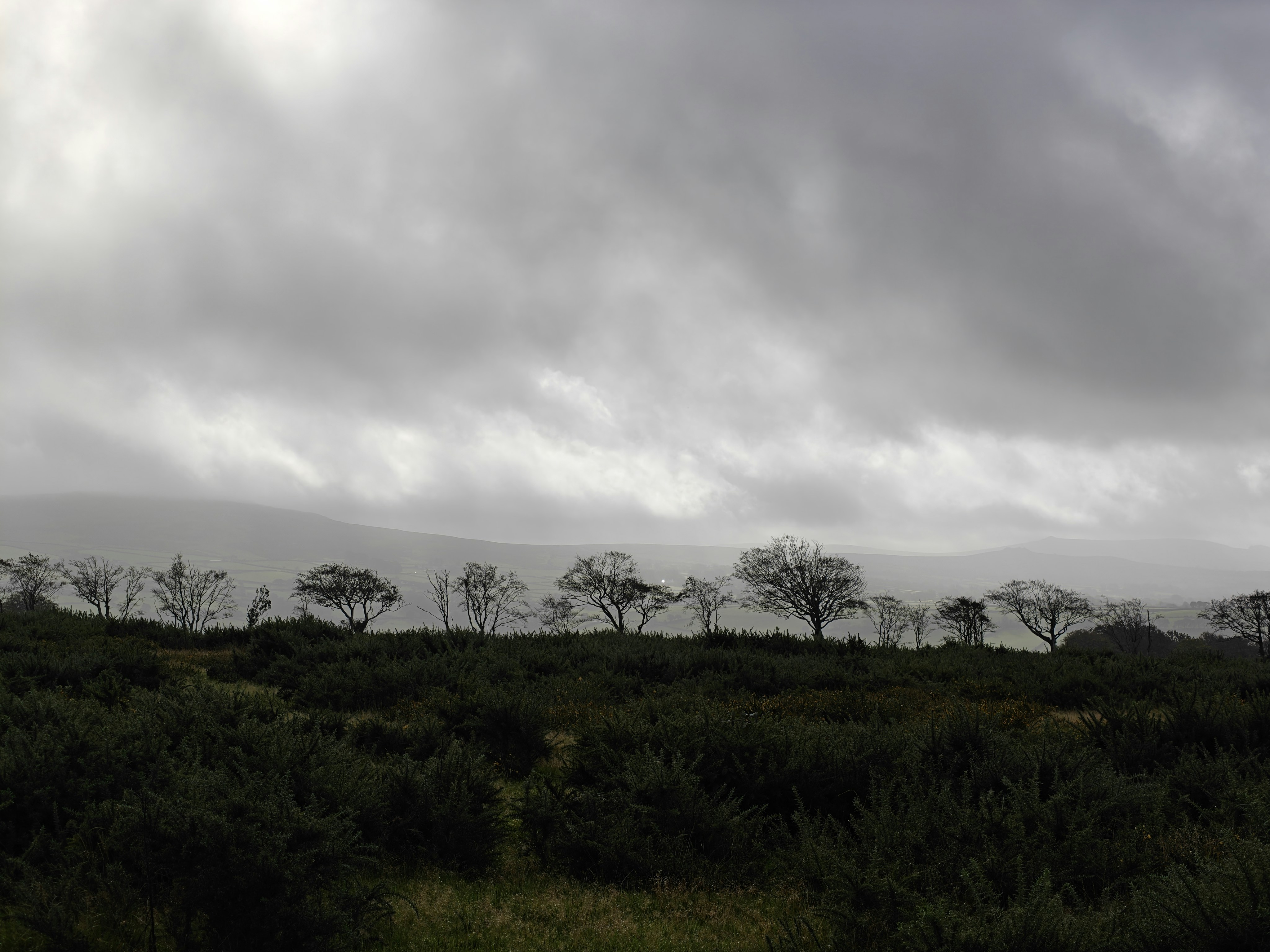 A line of trees seen in silhouette on a grey cloudy day, the hills of Dartmoor in the background.