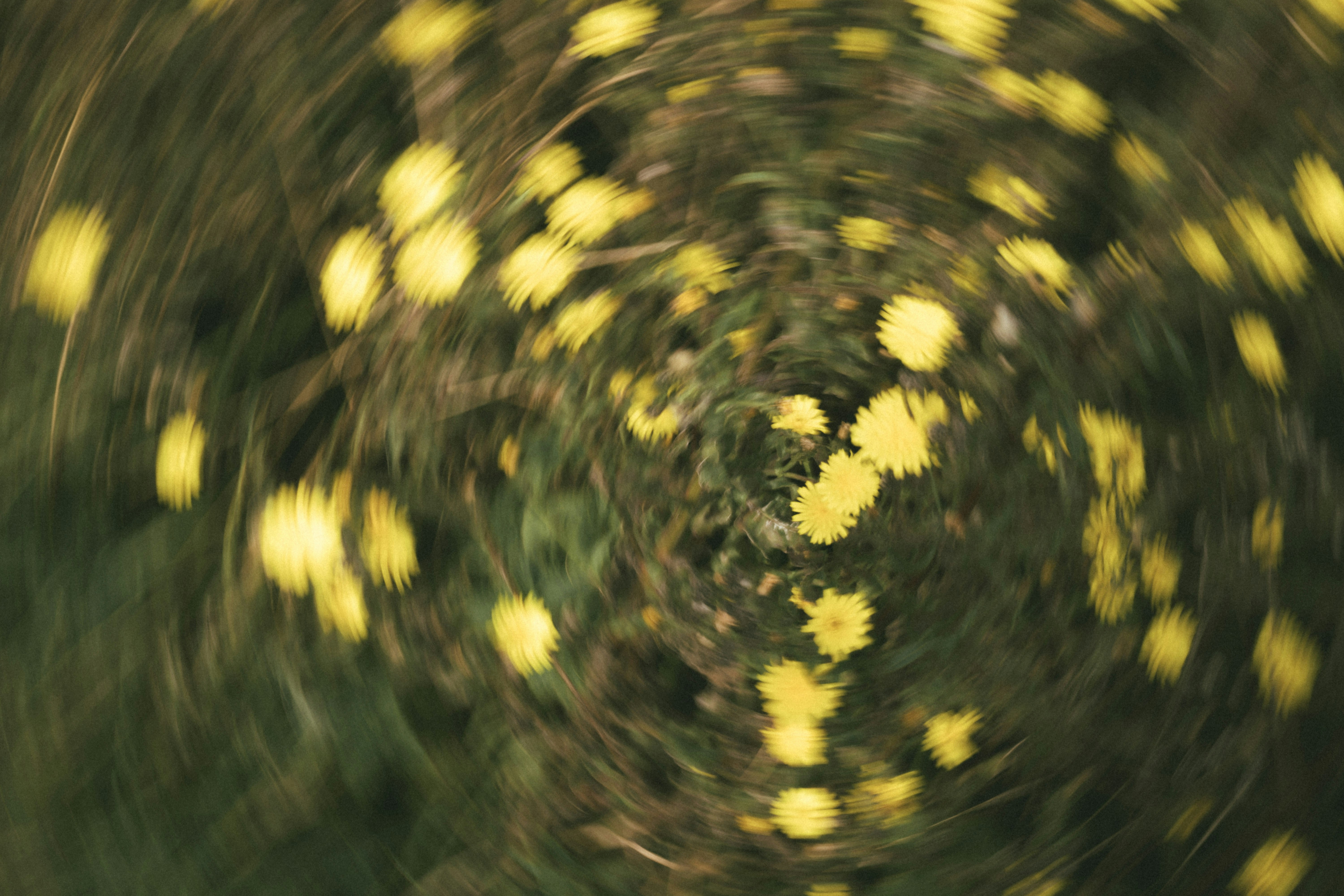 Yellow flowers with radial motion blur - Free Photo on Unsplash