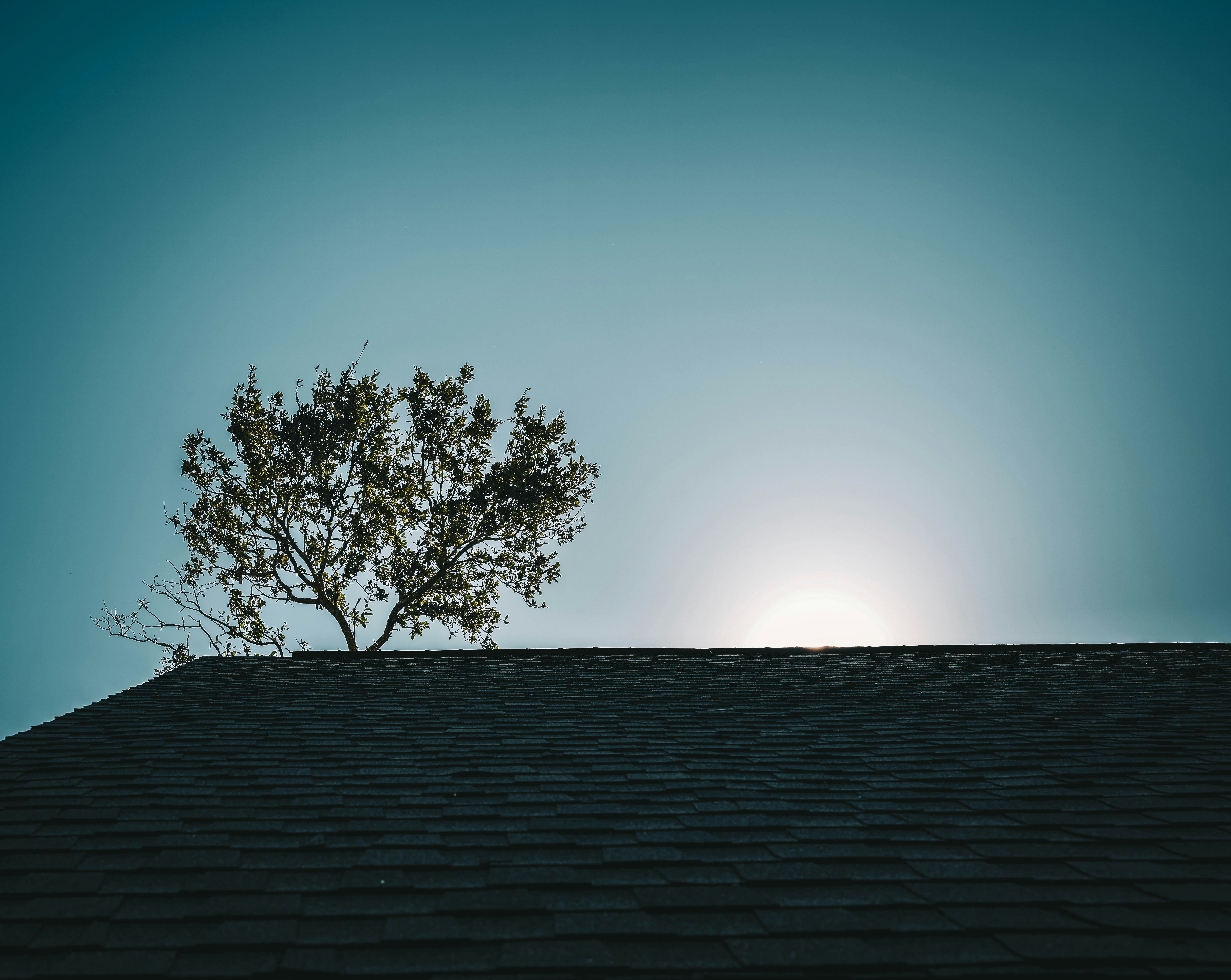 A tree silhouette against a clear blue sky above a dark shingled roof with low sun