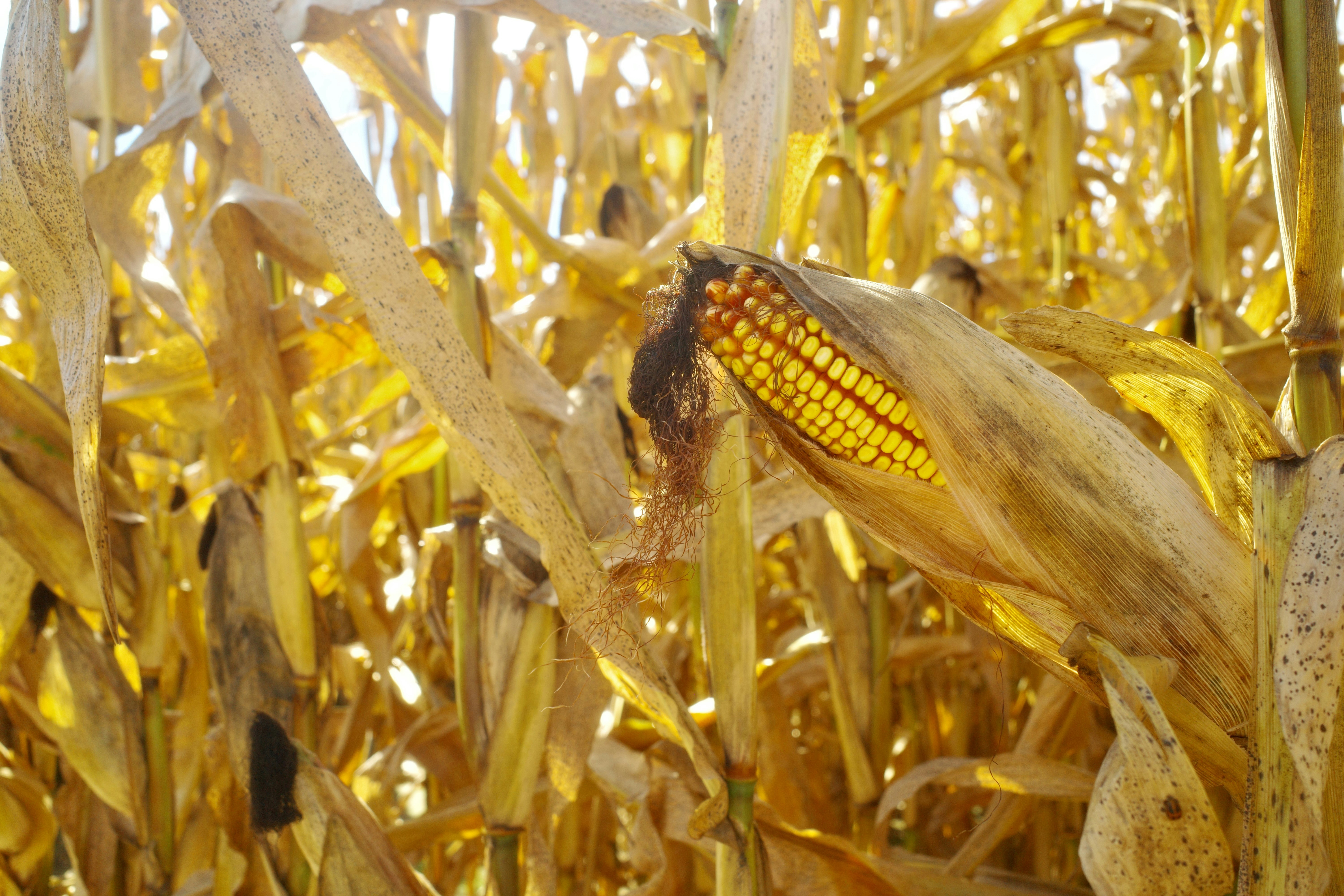 A ripe ear of corn with golden kernels in a dry autumn field