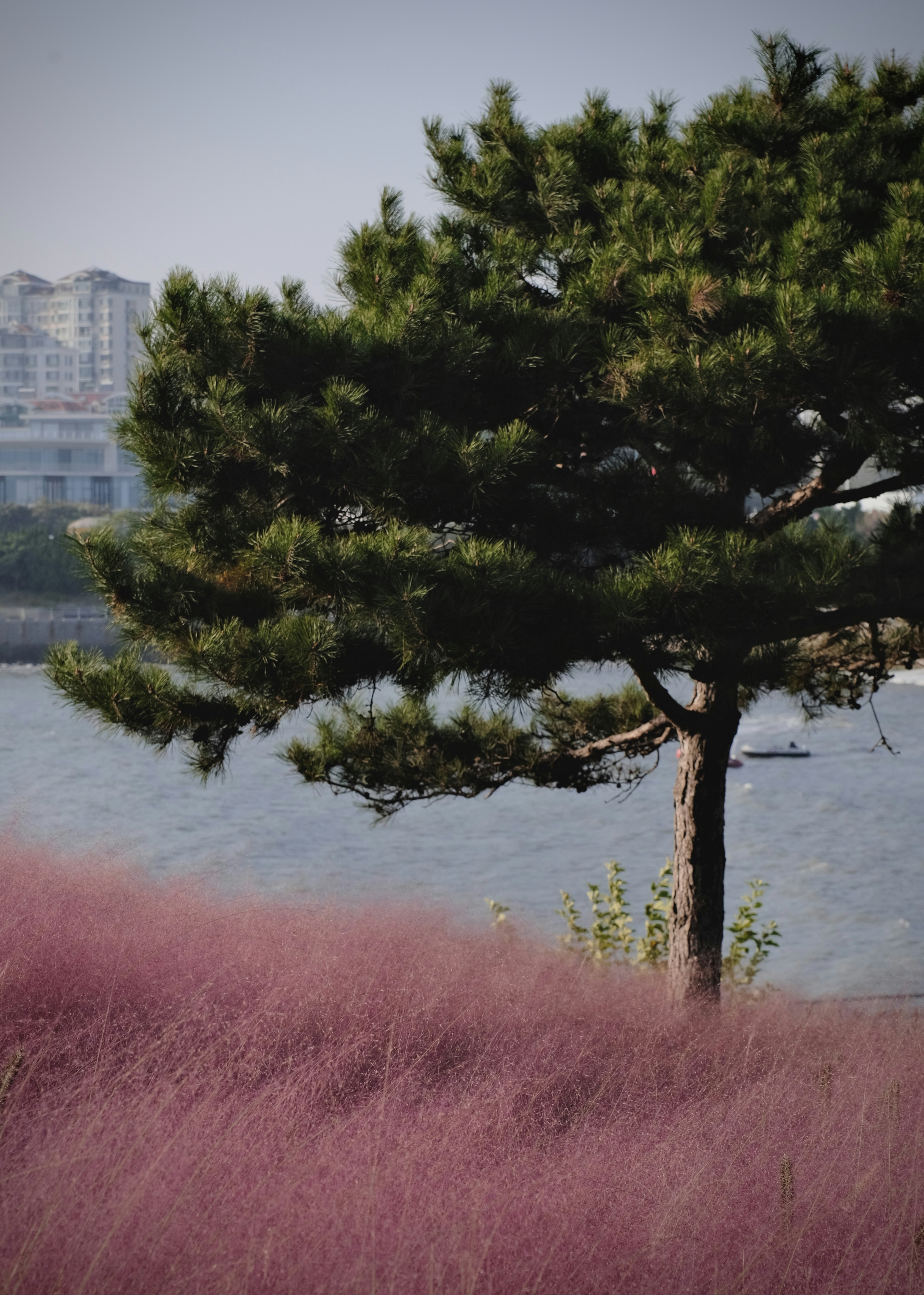 A pine tree beside a field of pink muhly grass near a body of water