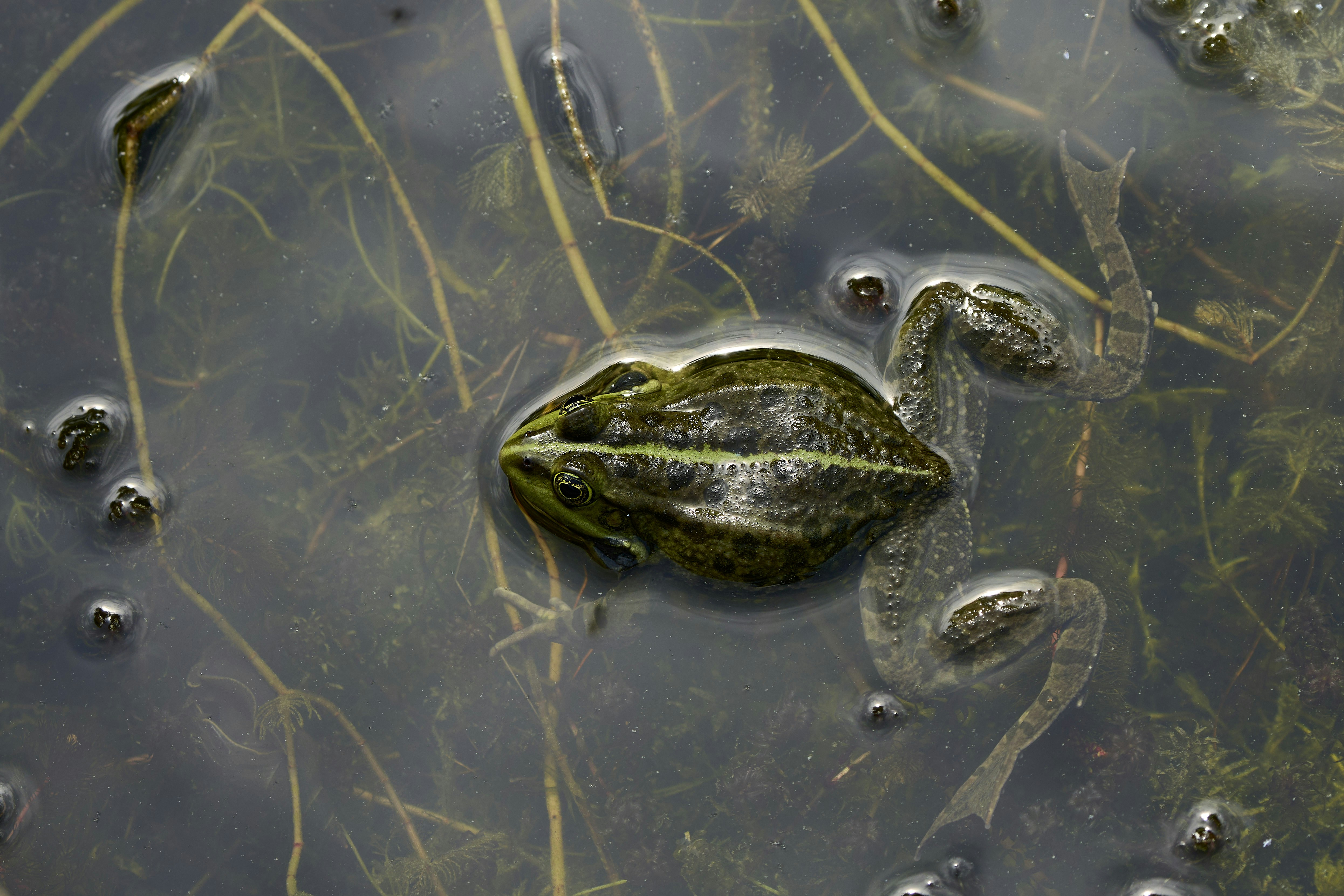 Green frog in murky water - Free Photo on Unsplash
