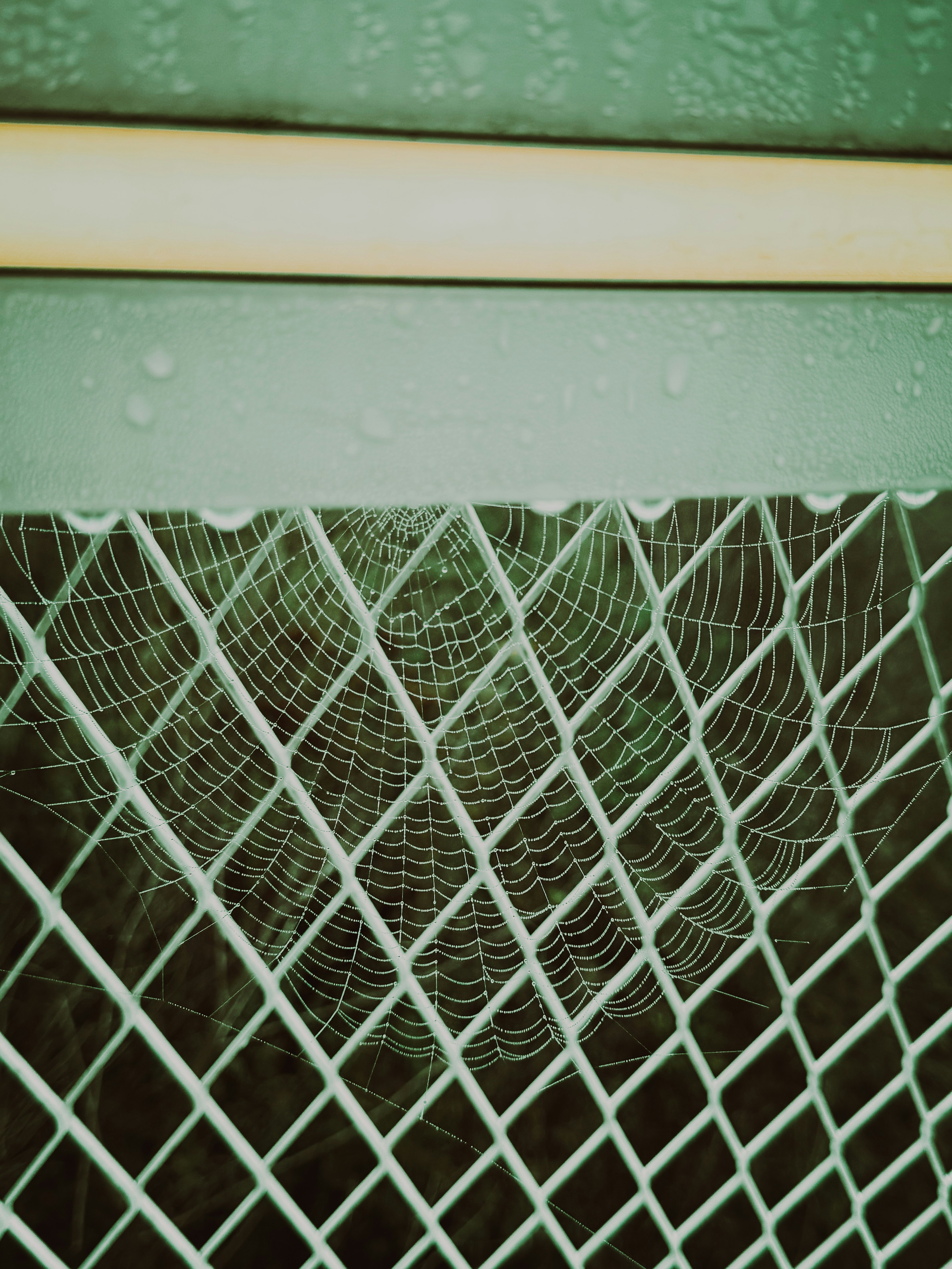 A delicate spider web with dew drops spanning a white metal diamond mesh fence