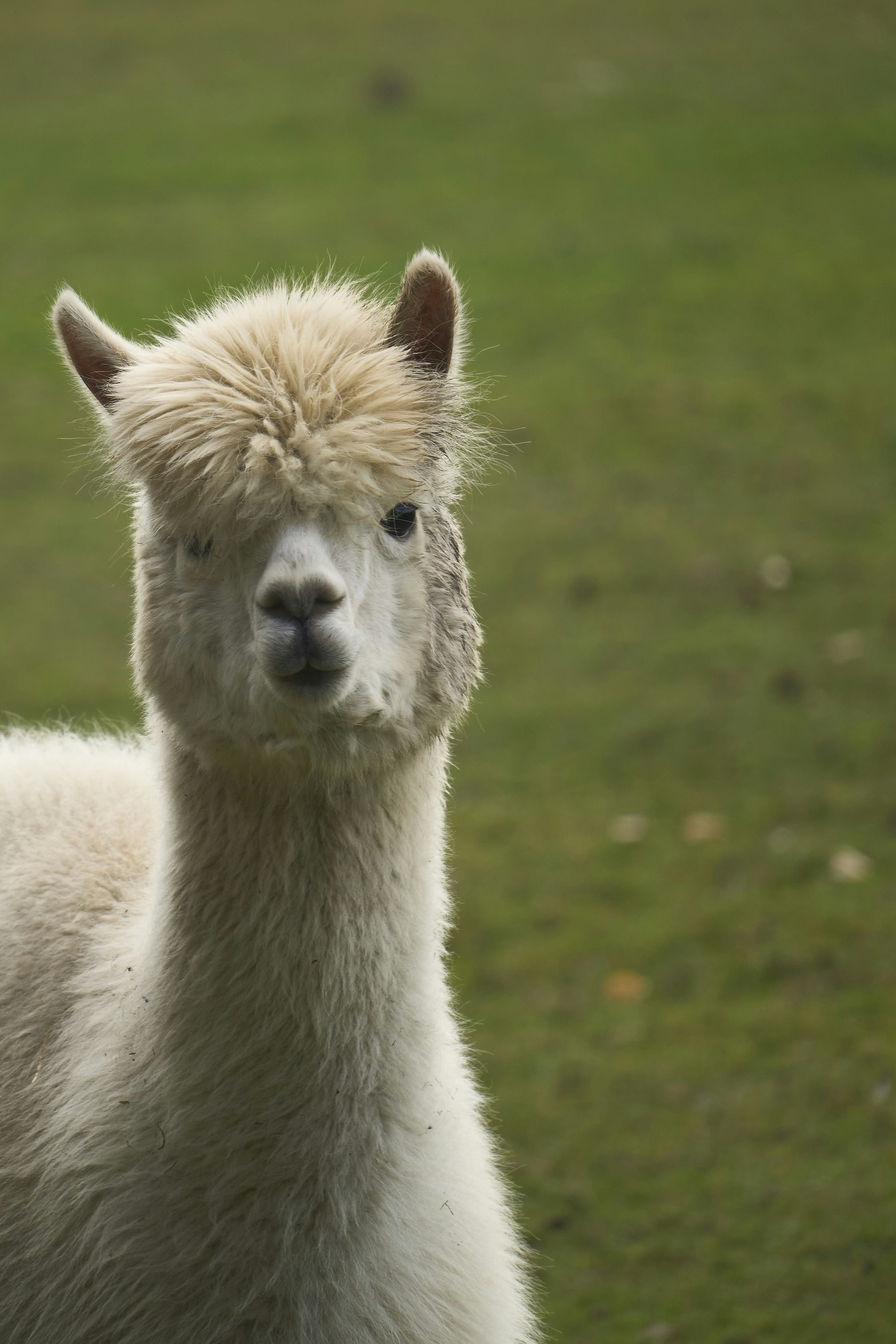A white alpaca against a green grassy field