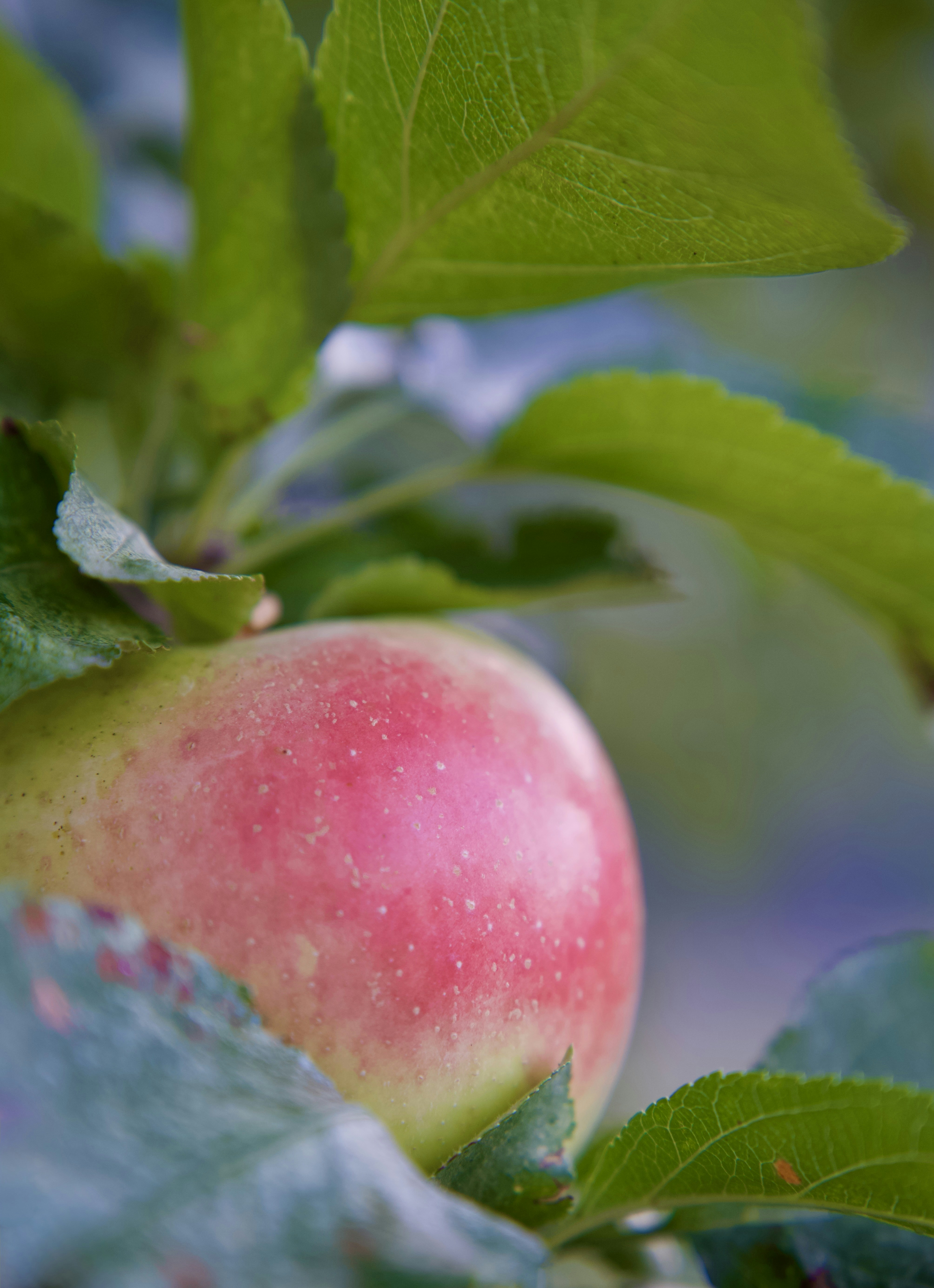 Apple on branch with green leaves - Free Photo on Unsplash