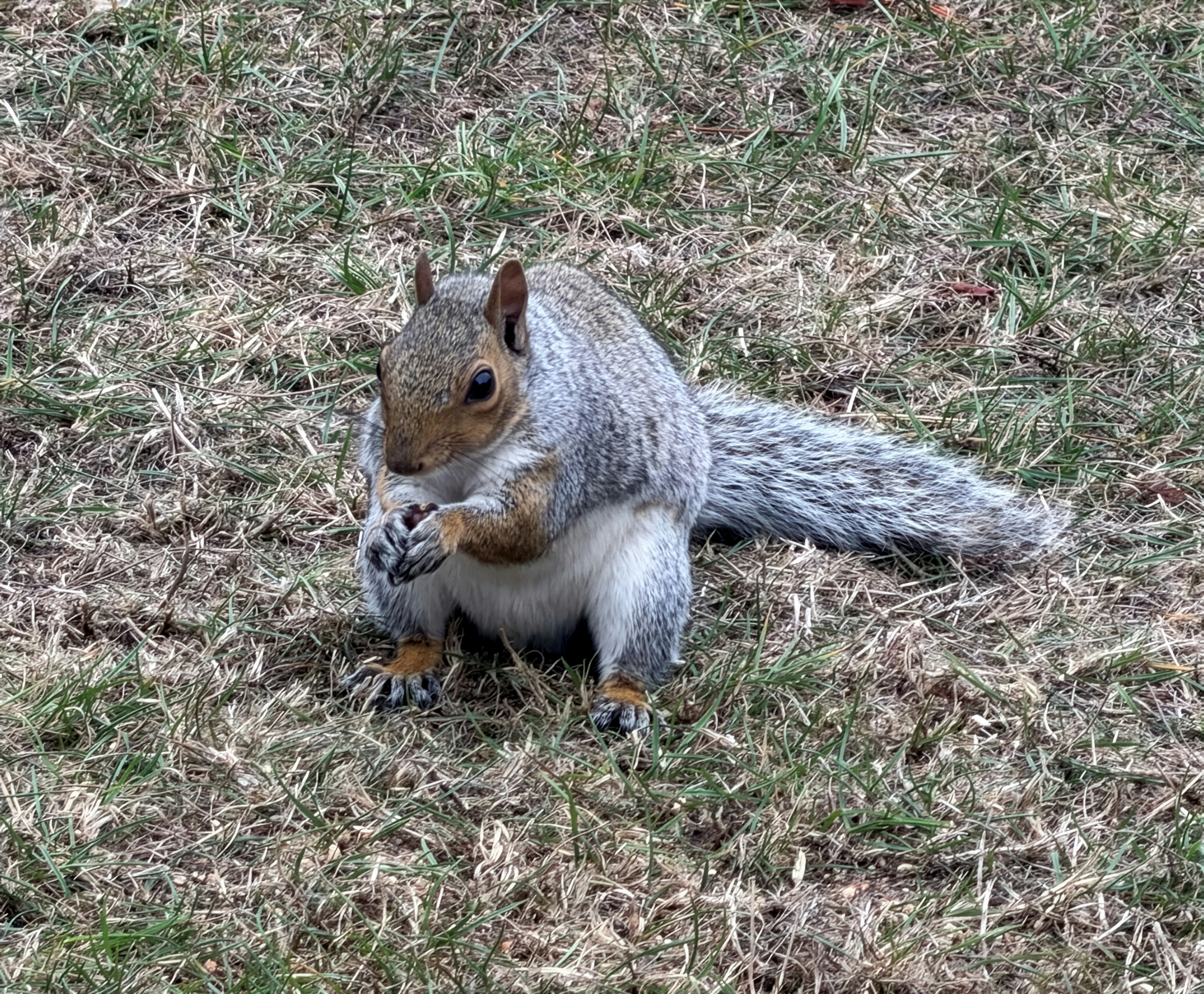 乾いた草の上に座りながらナッツを食べている灰色のリス