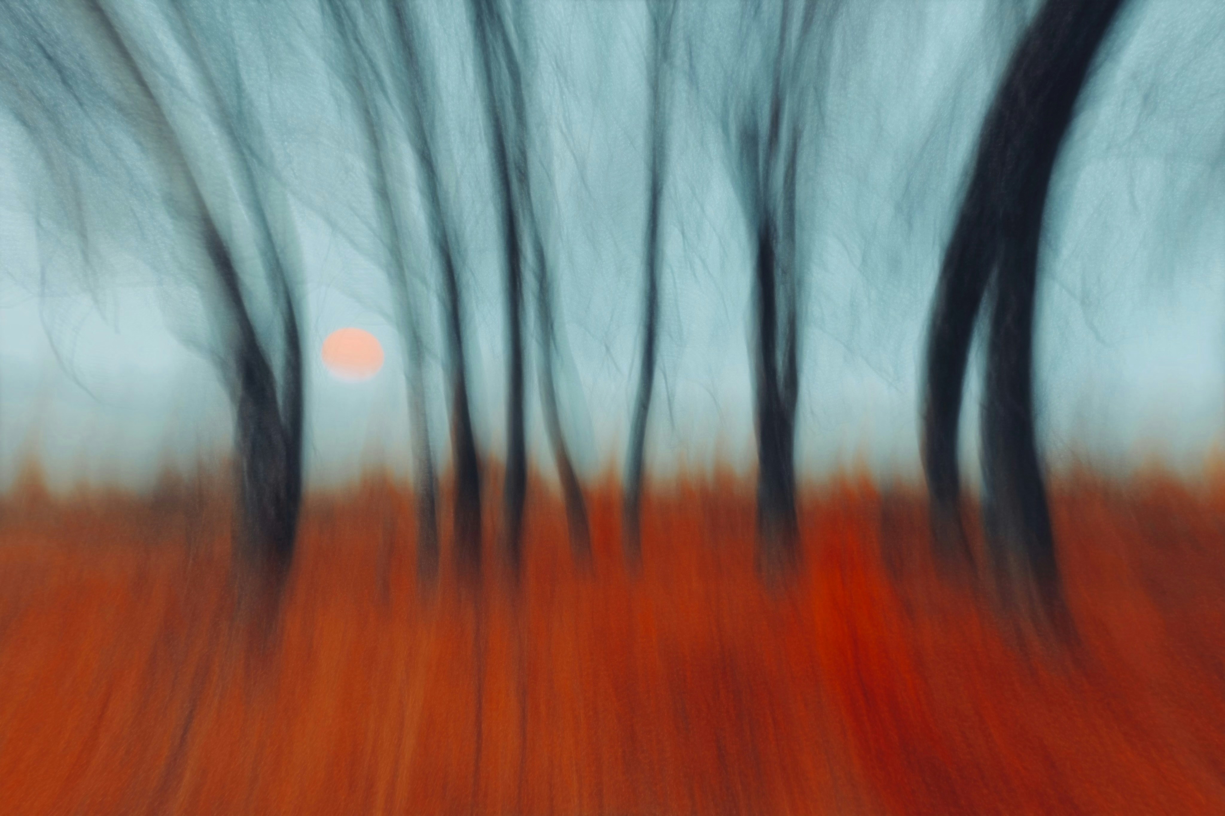 A blurred forest with dark tree trunks against a pale sky and vibrant orange ground