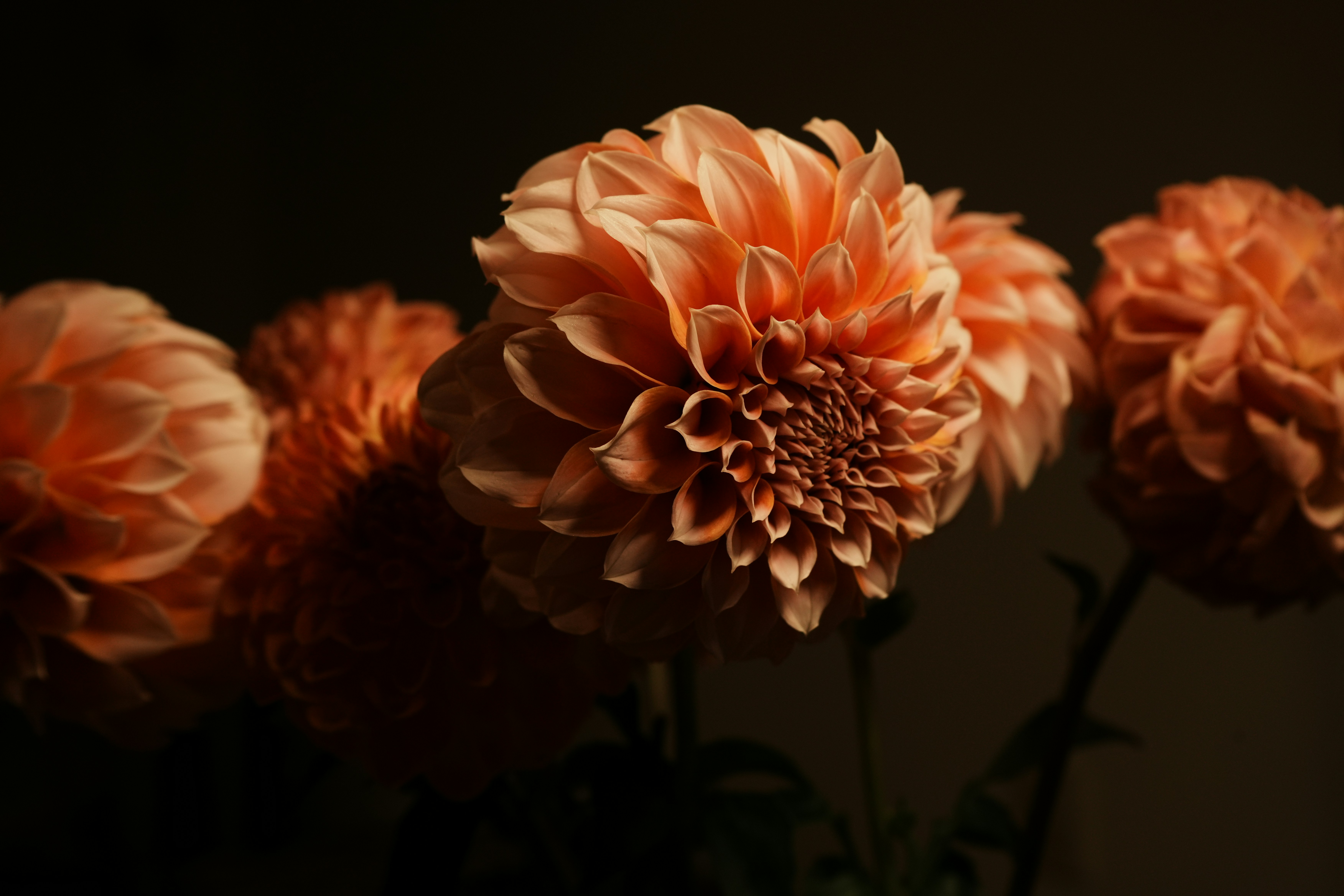 Peach colored dahlia flowers in bloom against a dark background — Haiane Madoian