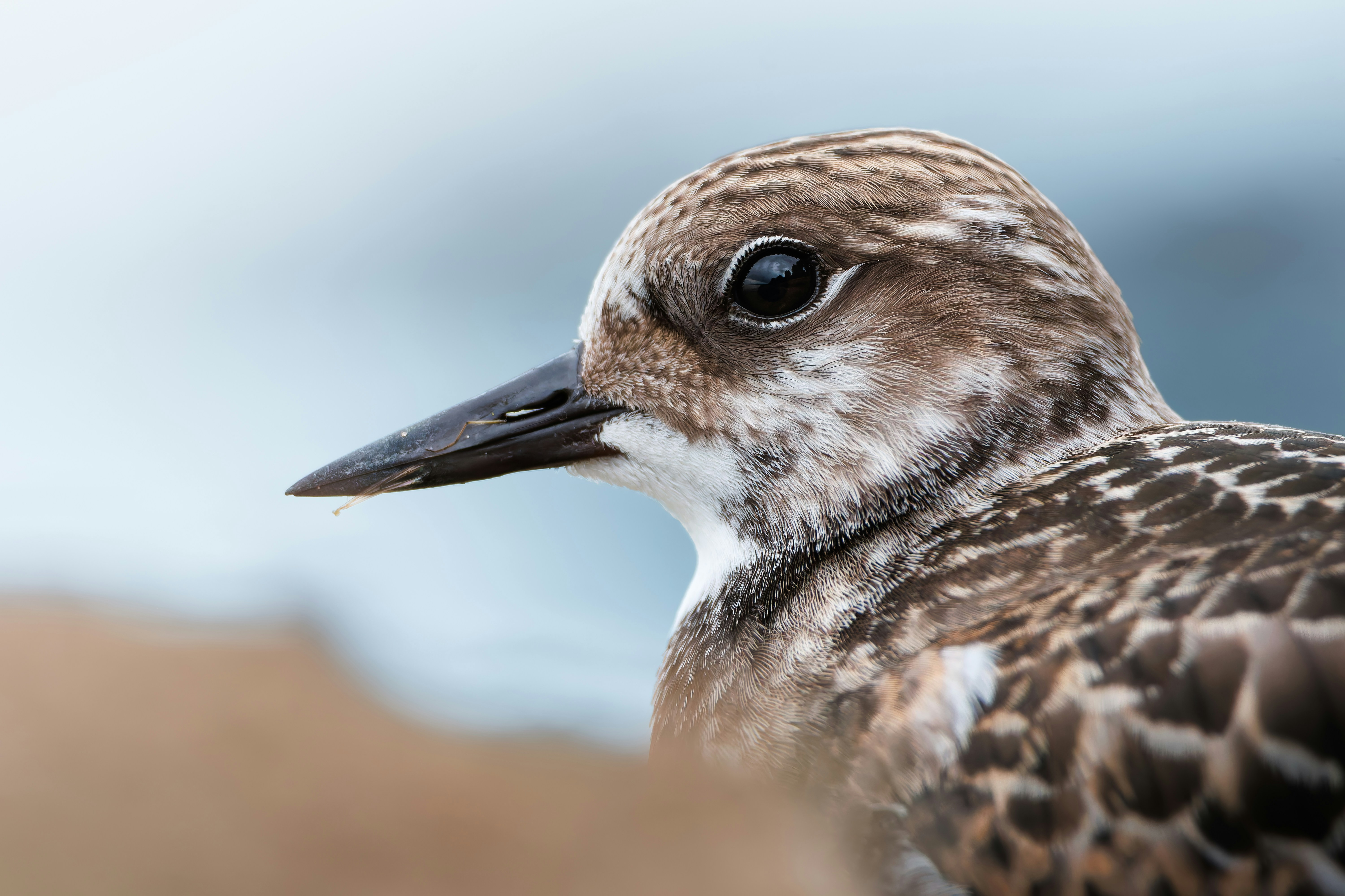 A close-up profile of a brown and white plover bird with a dark eye - 相关推荐