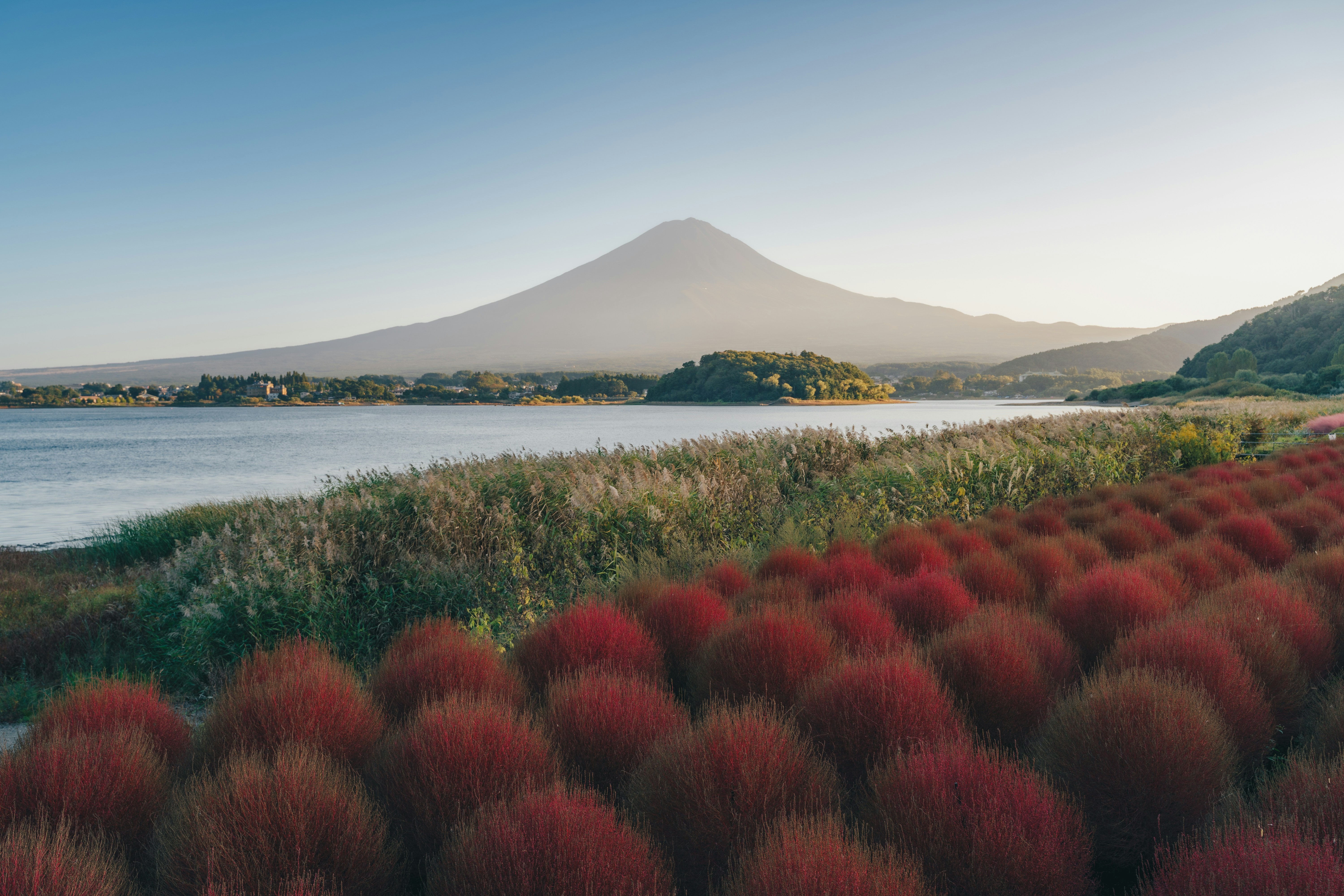 Mount Fuji rising above Lake Kawaguchi with a field of red kochia plants in the foreground
