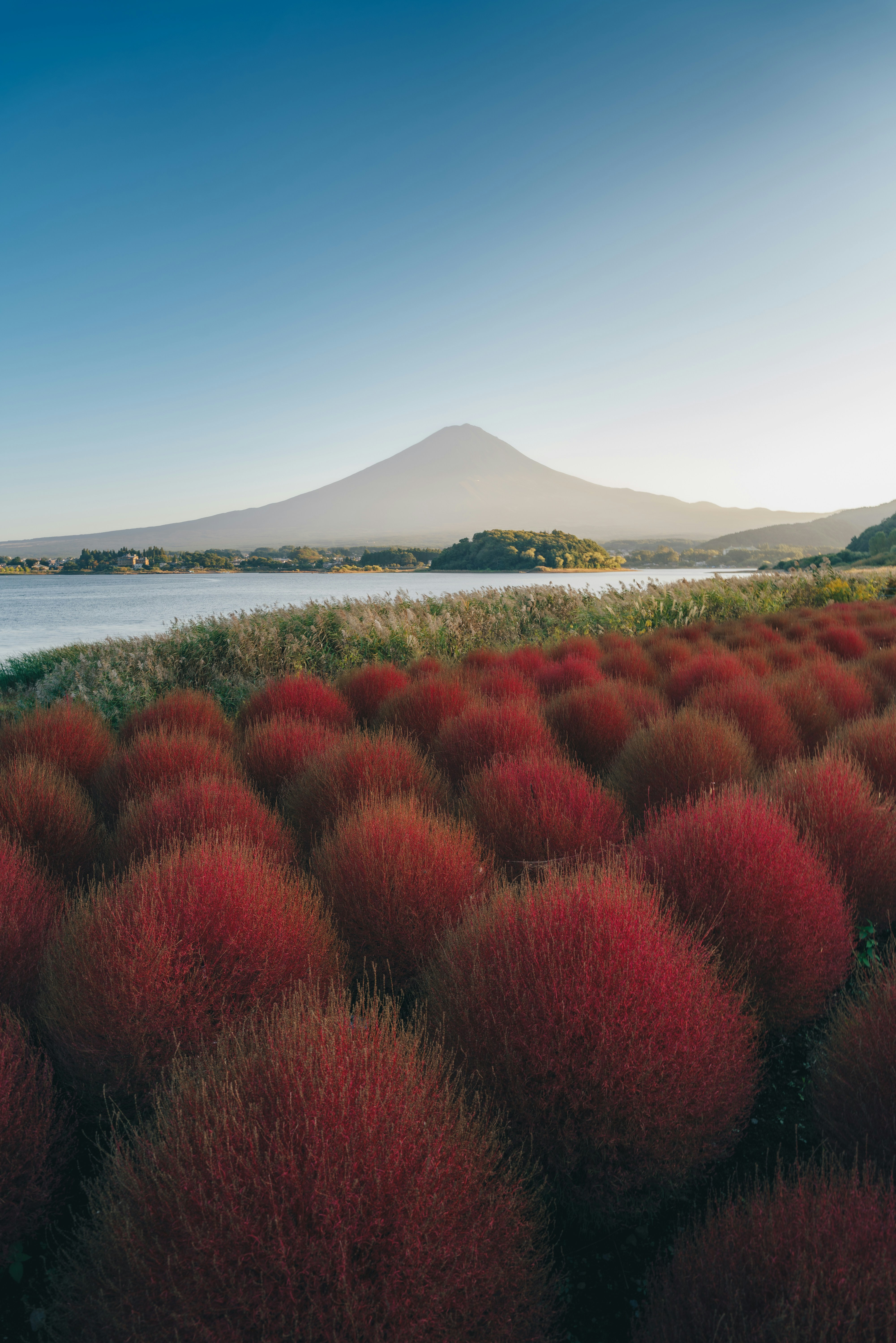 Red kochia bushes in a field by a lake with Mount Fuji in the distance