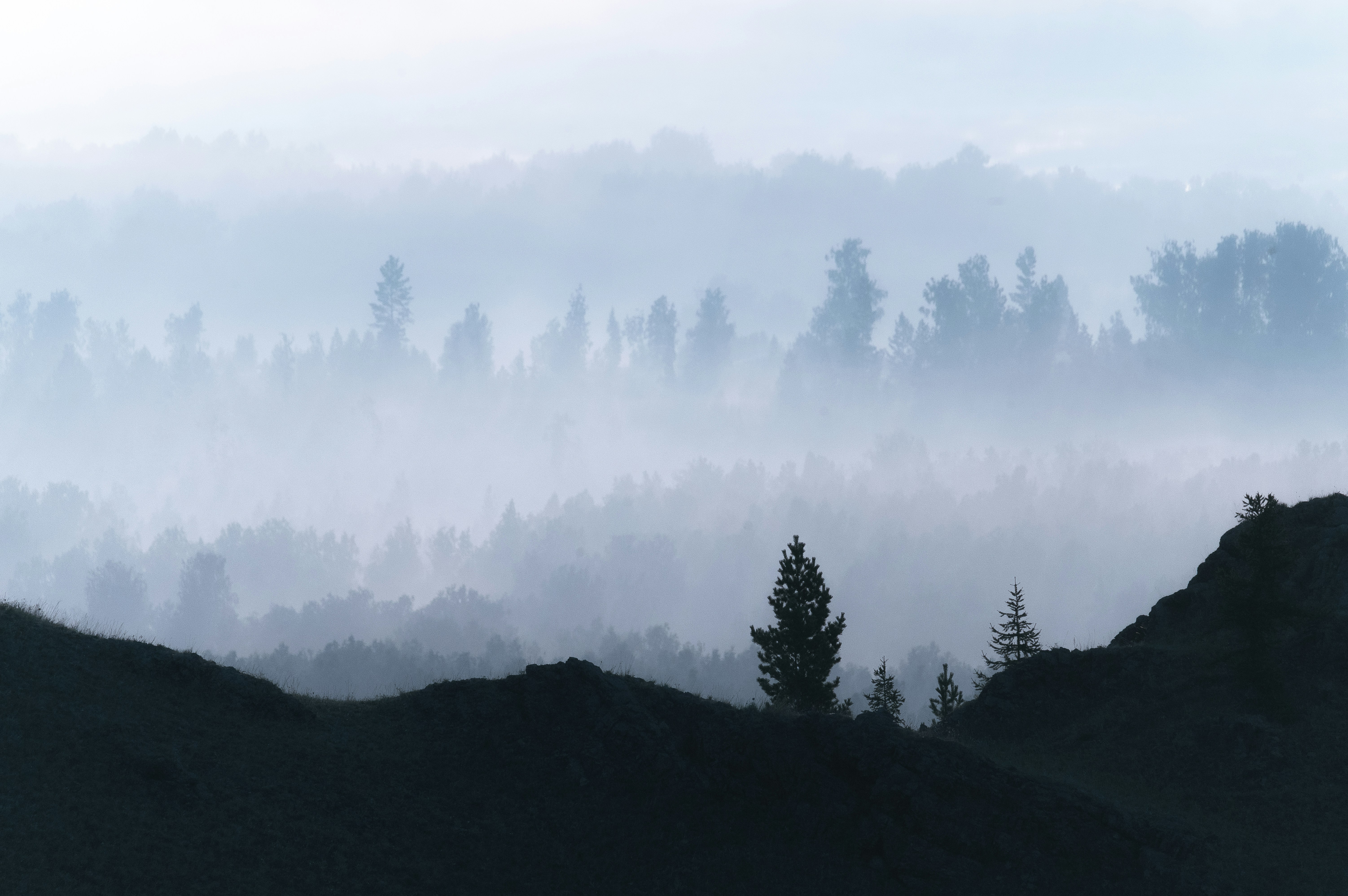 Silhouetted pine trees on a dark ridge before a forest shrouded in thick morning mist