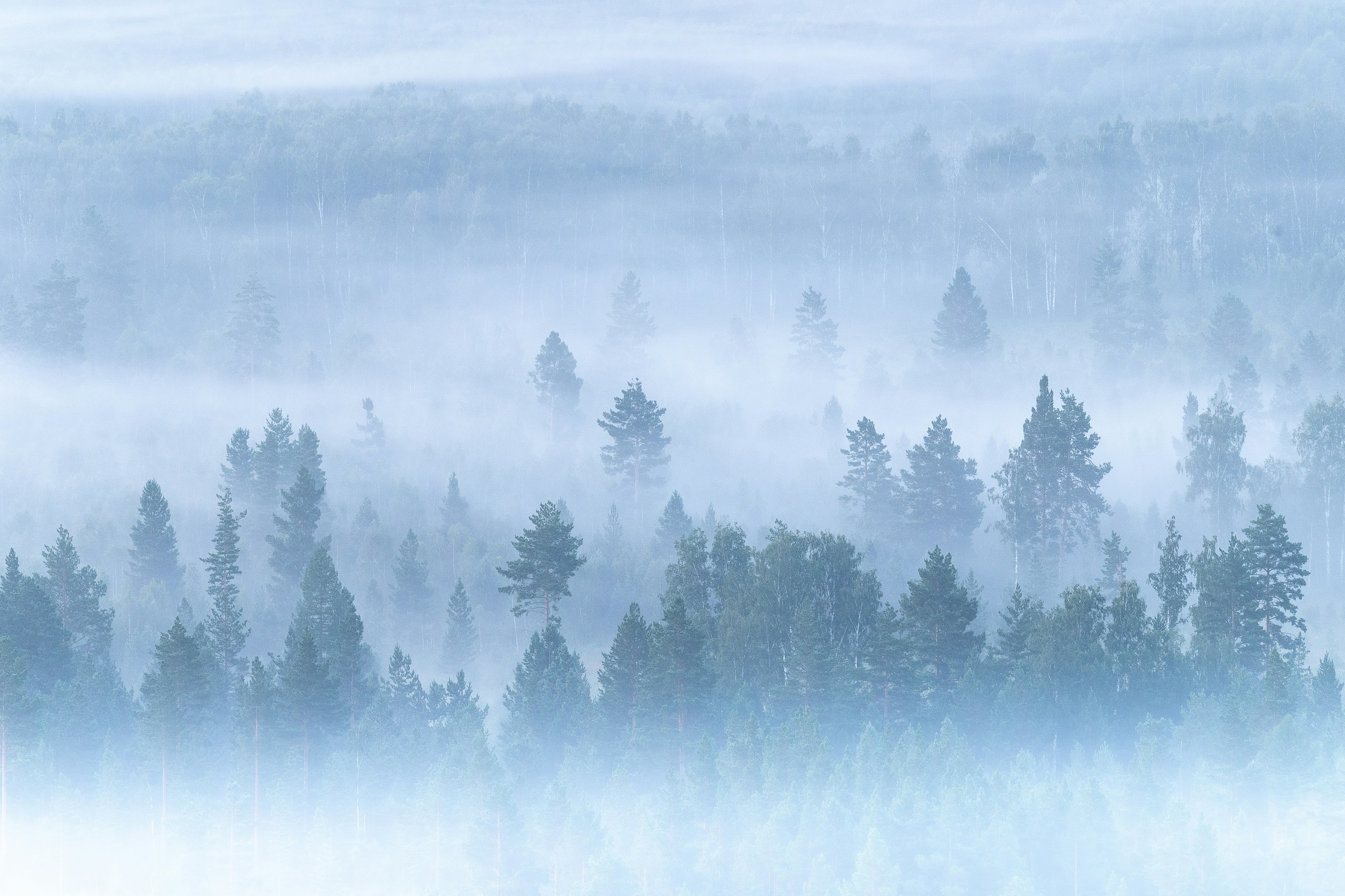 Coniferous trees emerging from a thick layer of morning mist in a dense forest