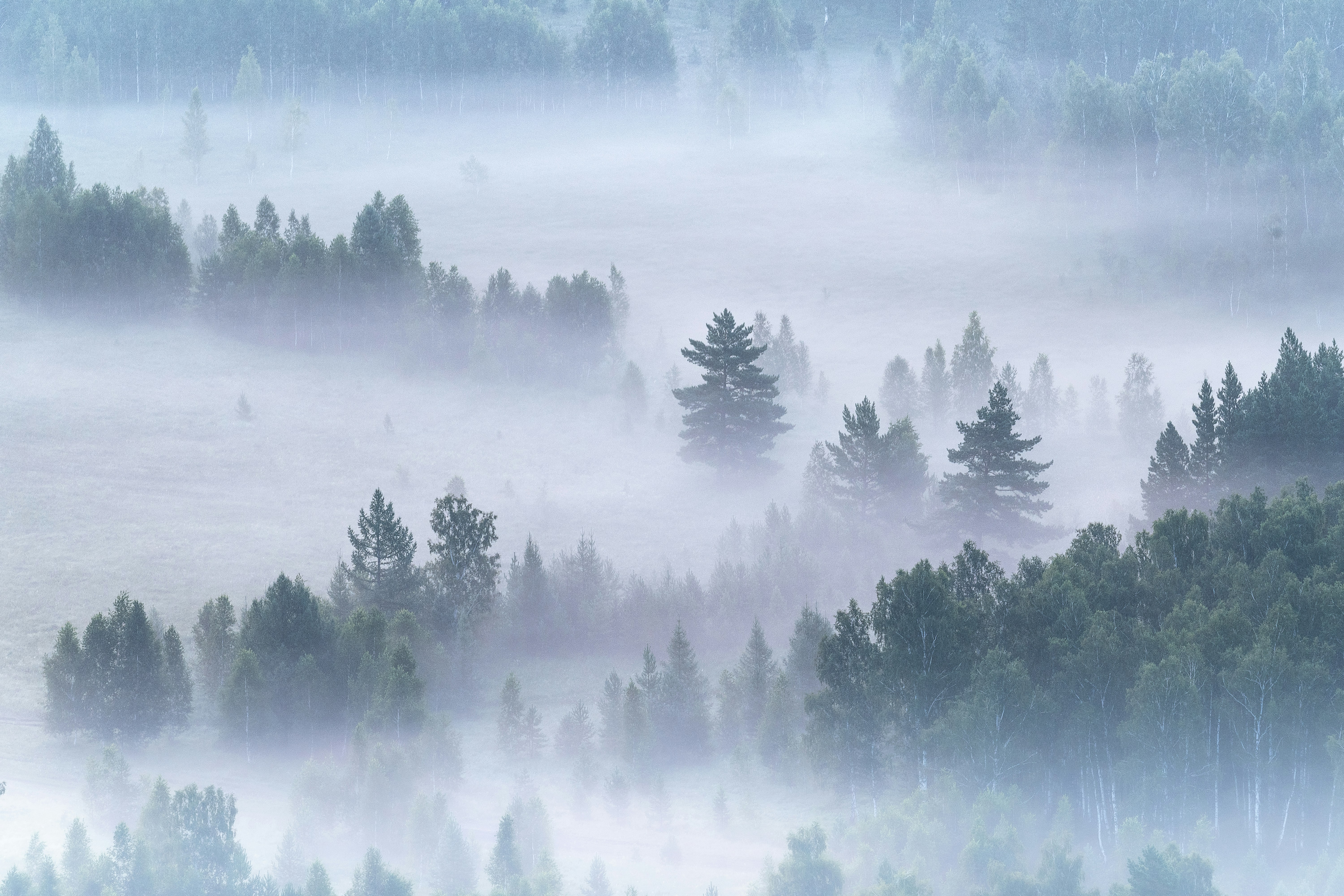 Coniferous and deciduous trees emerging from a thick blanket of morning mist