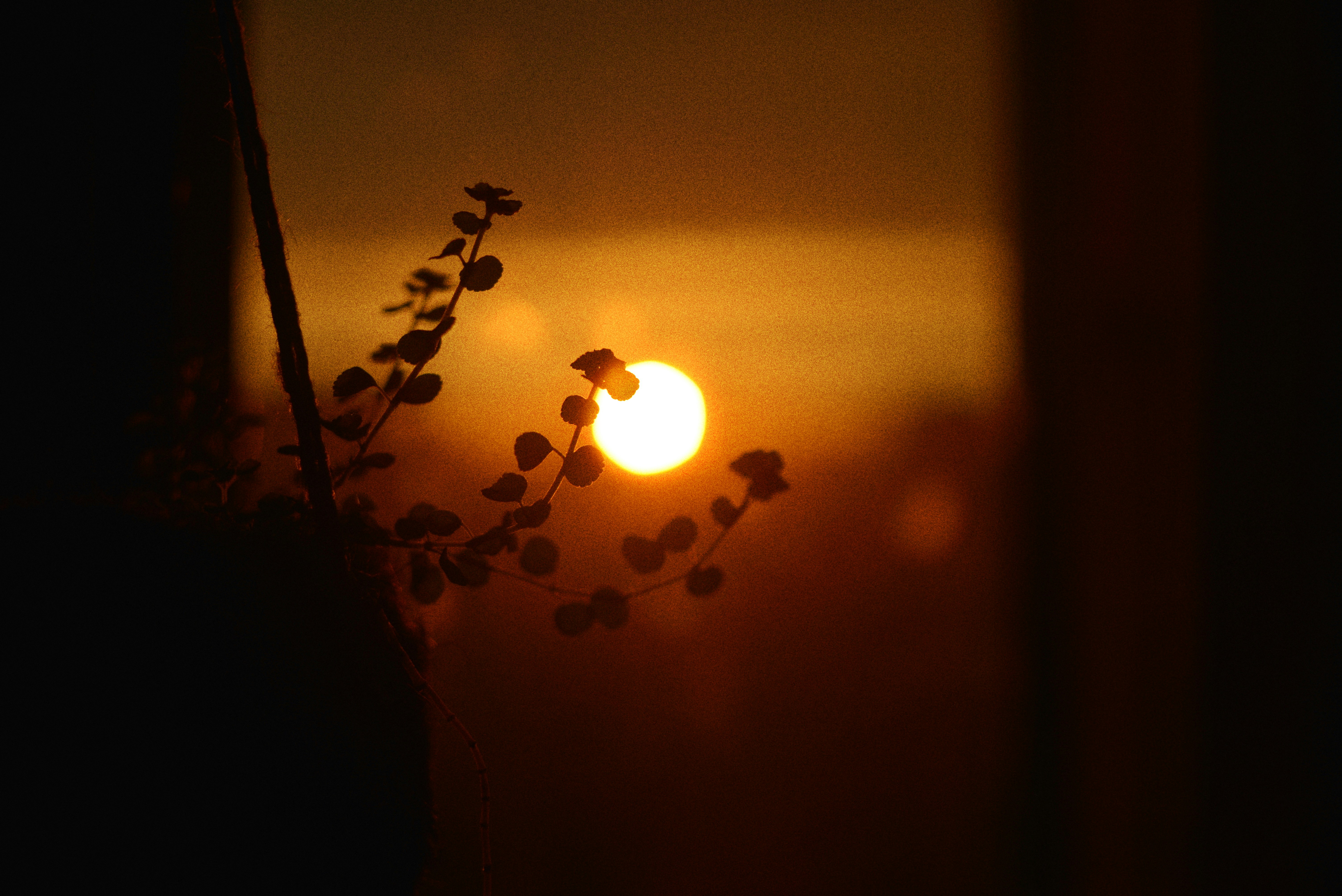 A silhouette of a small plant against a glowing warm orange sky