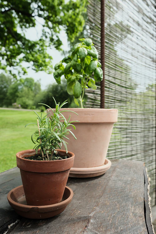Herbs growing in terracotta pots