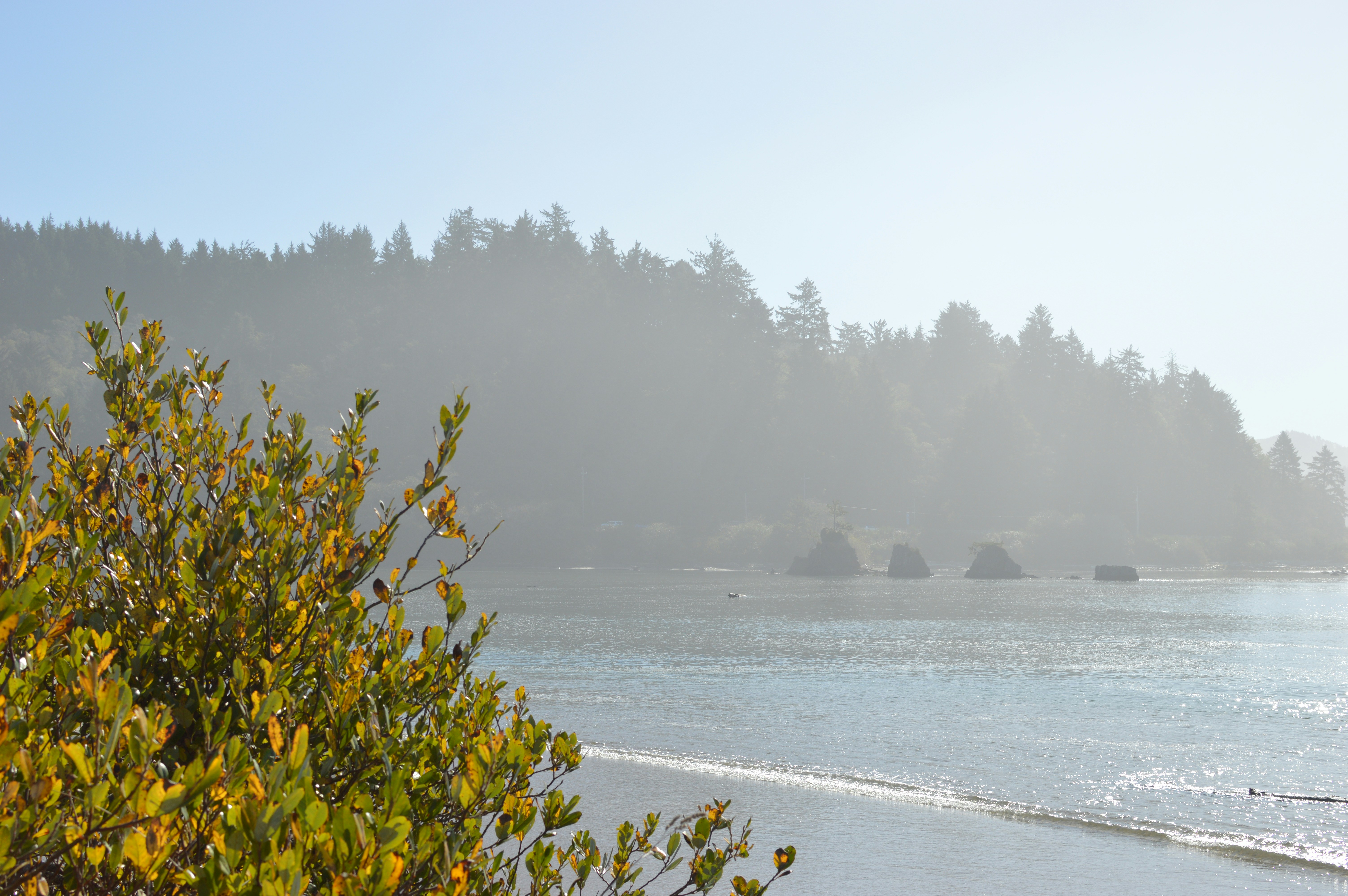 Misty coastal scene with evergreen trees - Free Photo on Unsplash