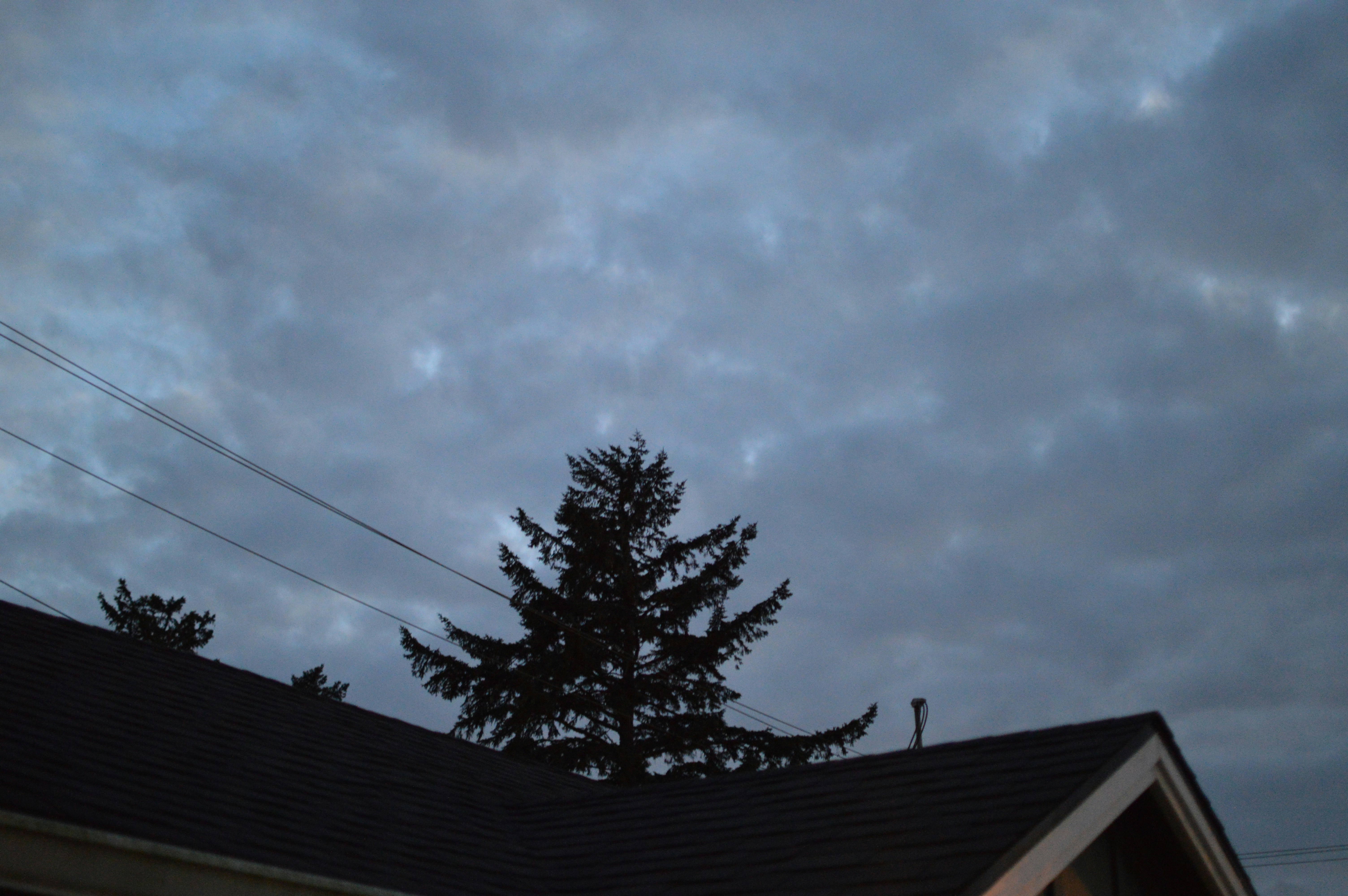 Evergreen tree silhouette against cloudy sky - Free Photo on Unsplash
