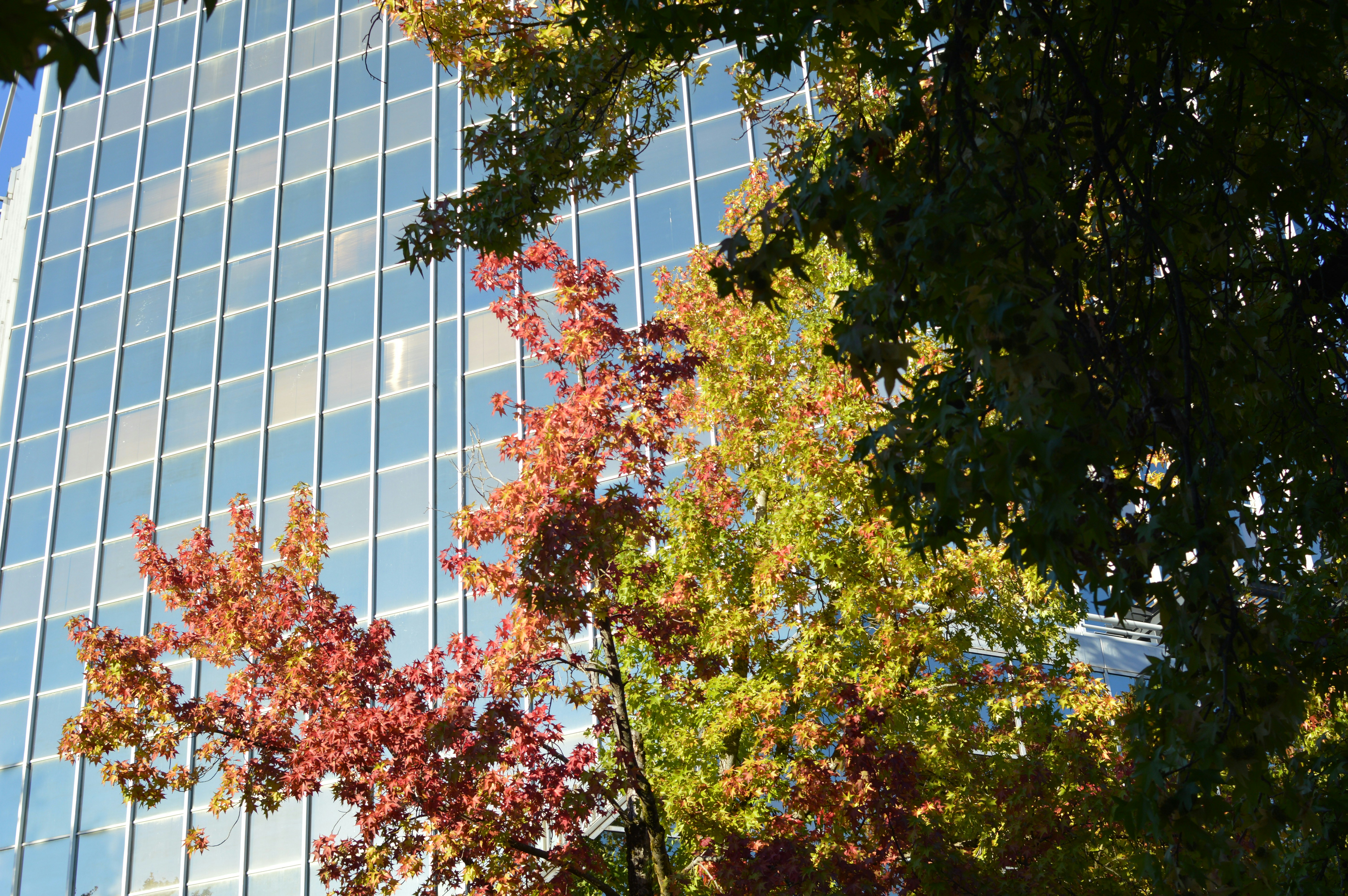 Autumnal maple trees against glass building - Free Photo on Unsplash