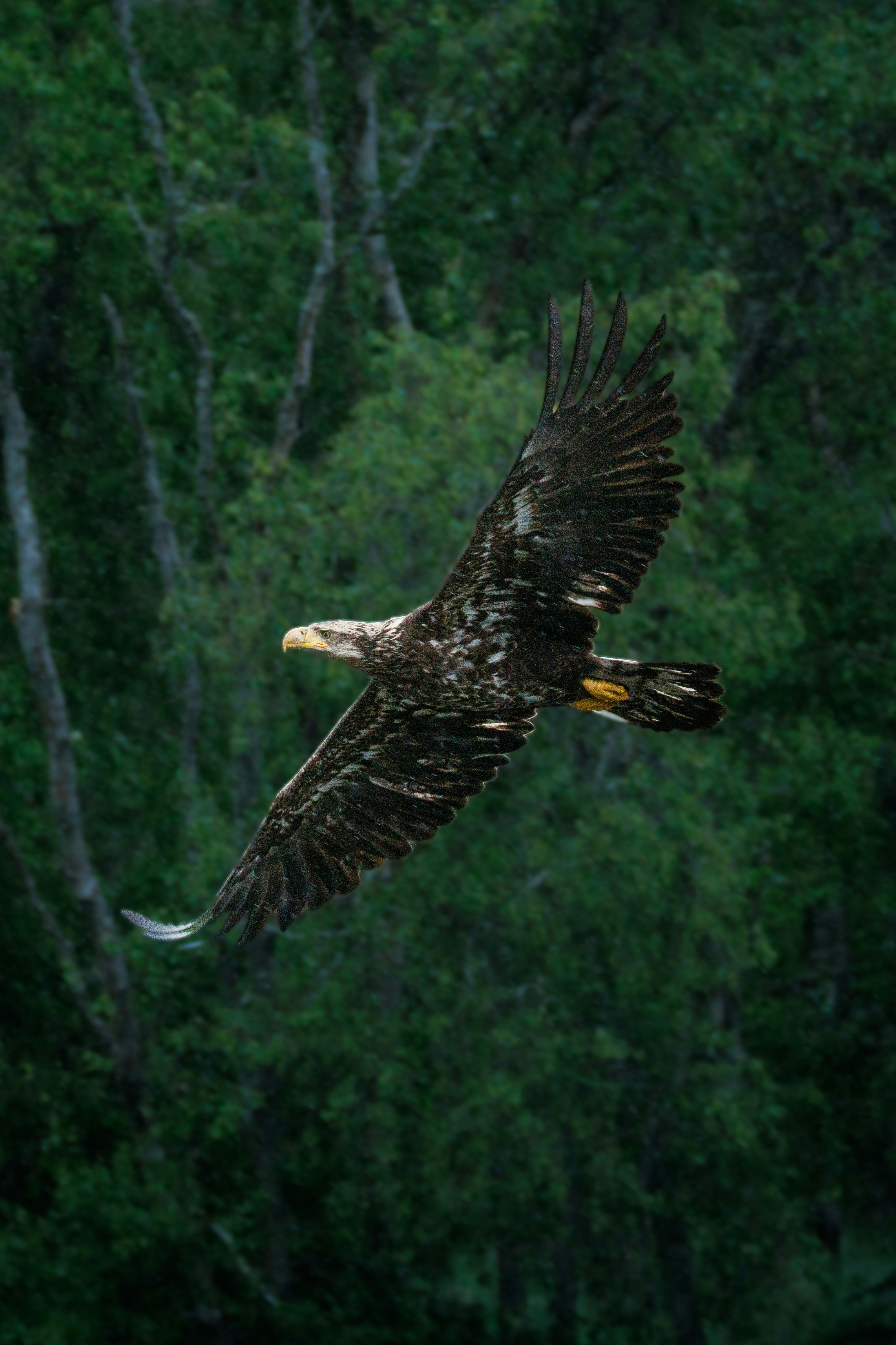 Bald eagle in flight over forest - Free Photo on Unsplash