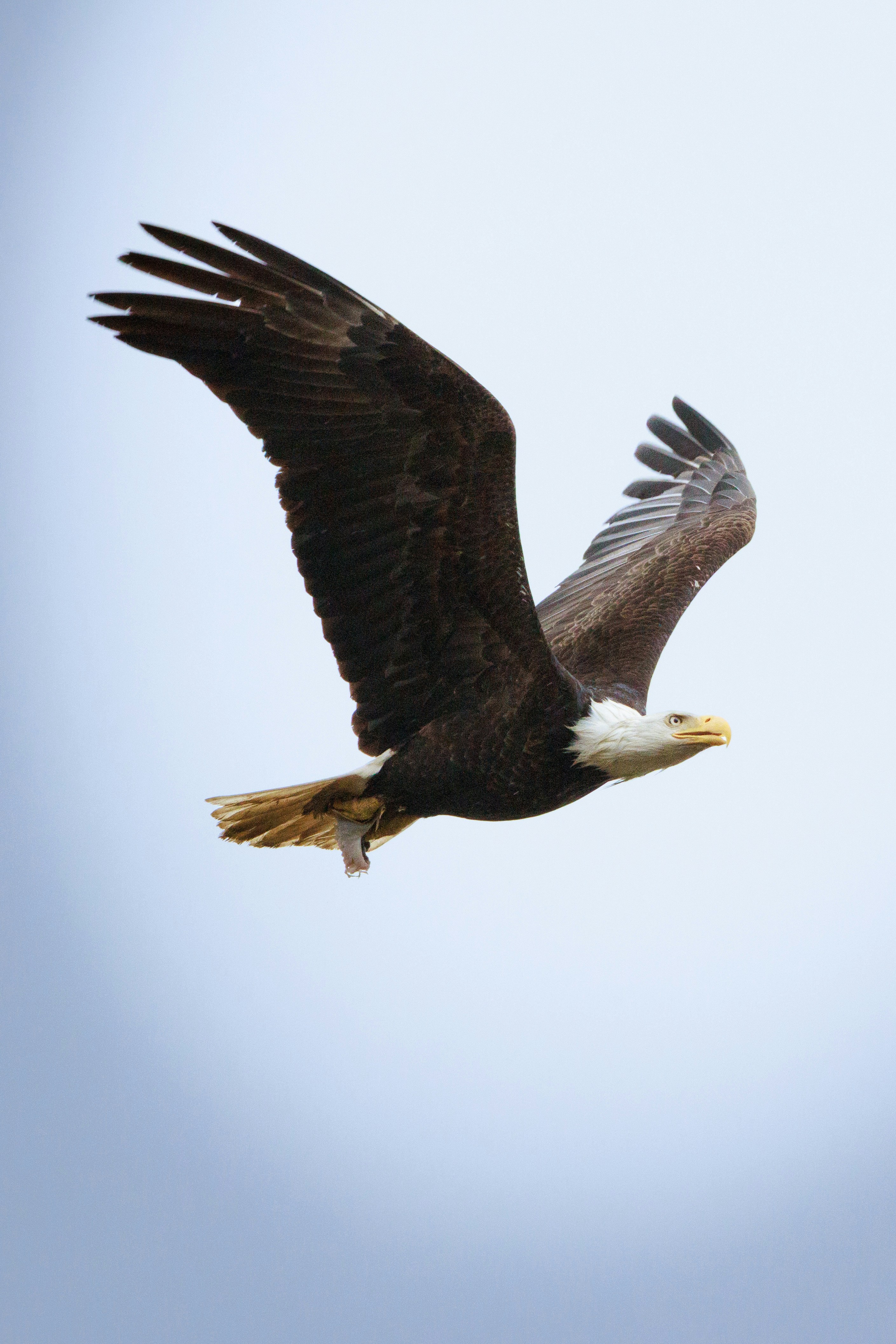 Águila calva en vuelo con peces - Foto gratuita en Unsplash