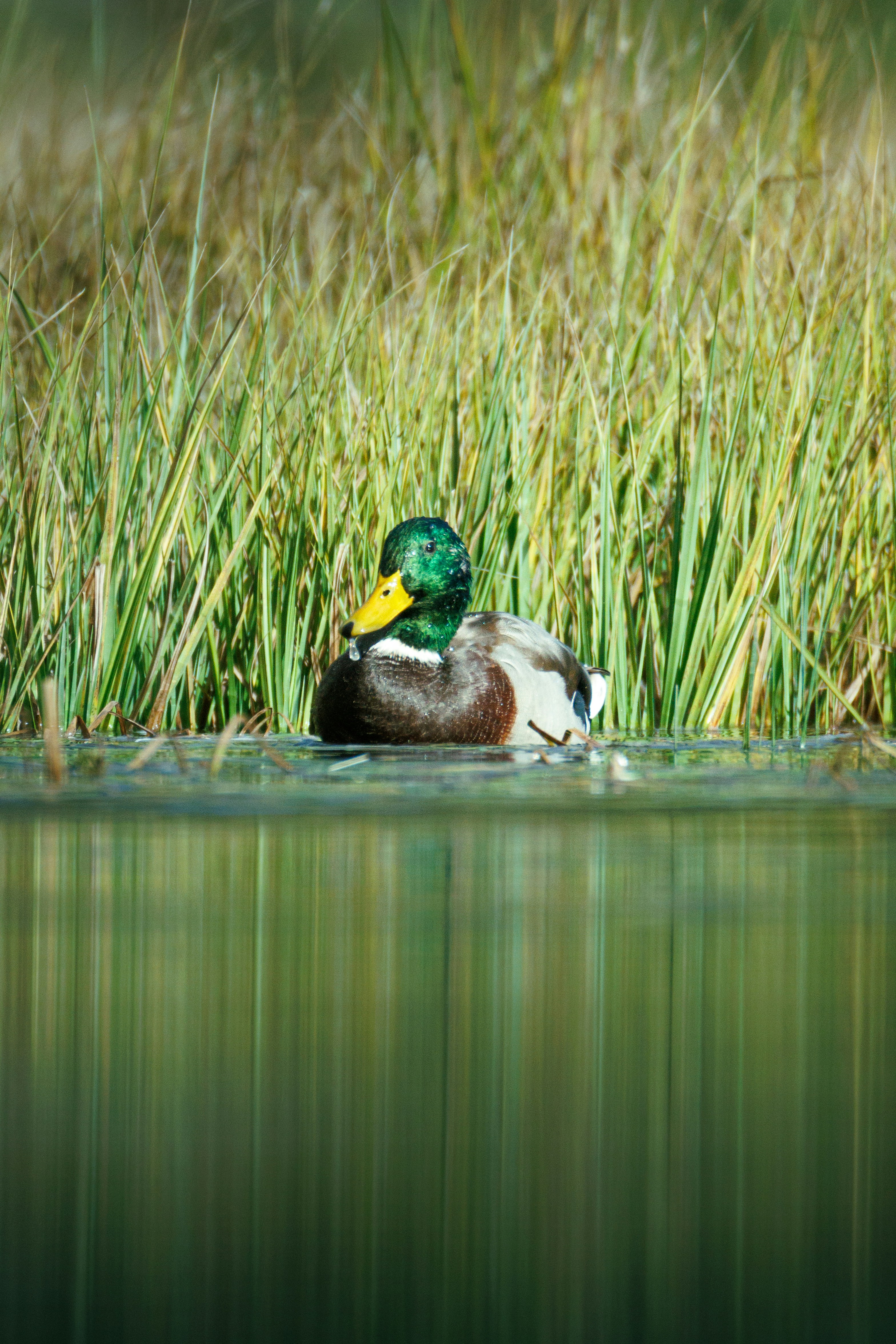 Male mallard duck in green reeds - Free Photo on Unsplash