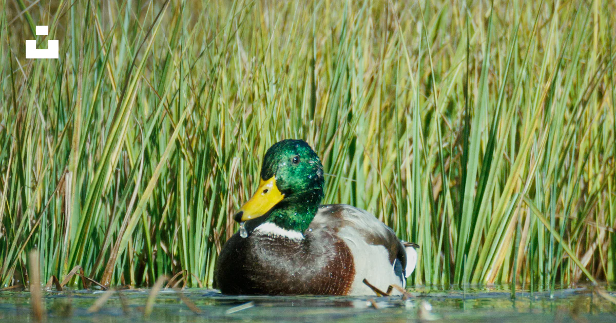 Duck Plus Male mallard duck in green reeds - Free Photo on Unsplash