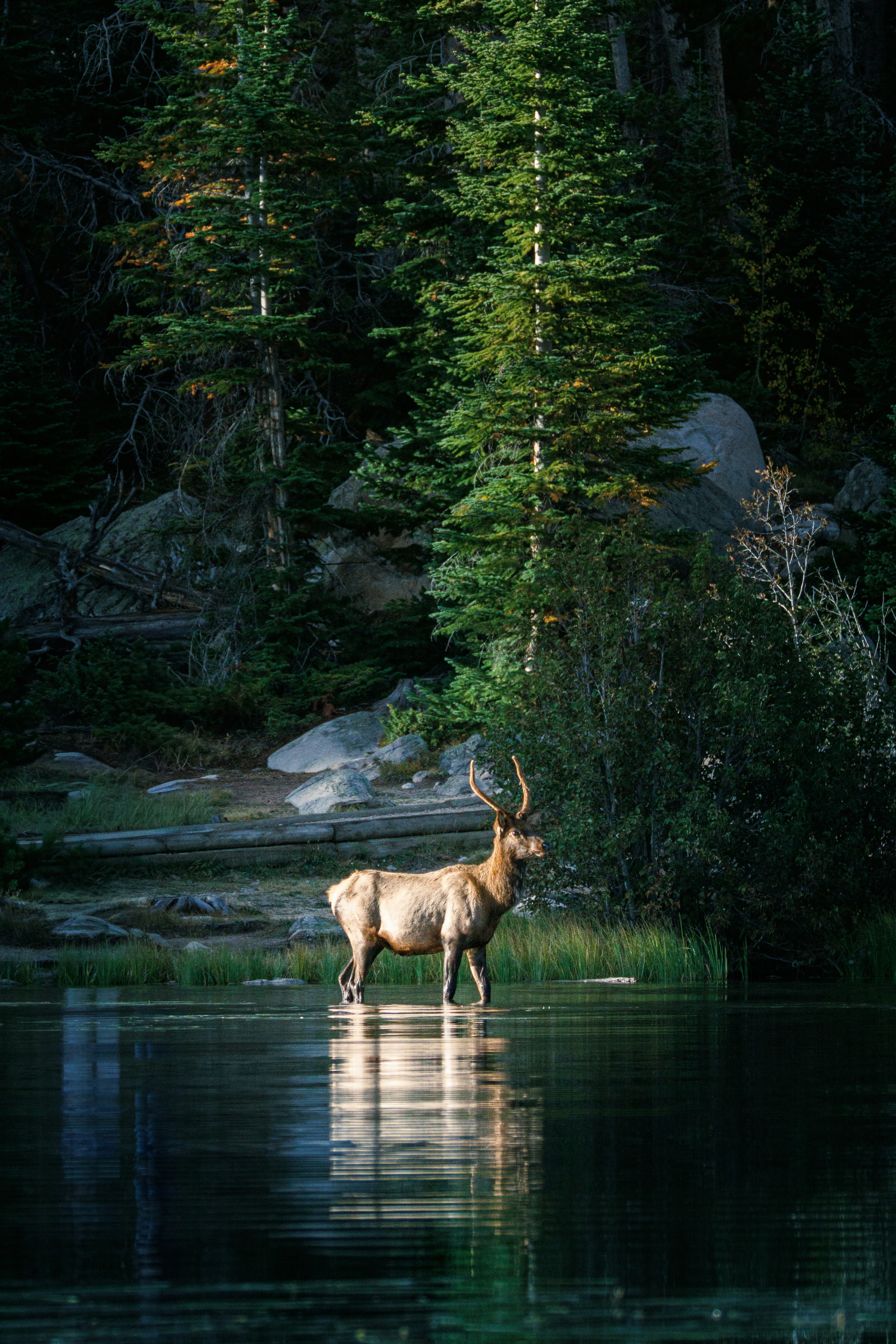 Elk standing in calm forest lake - Free Photo on Unsplash