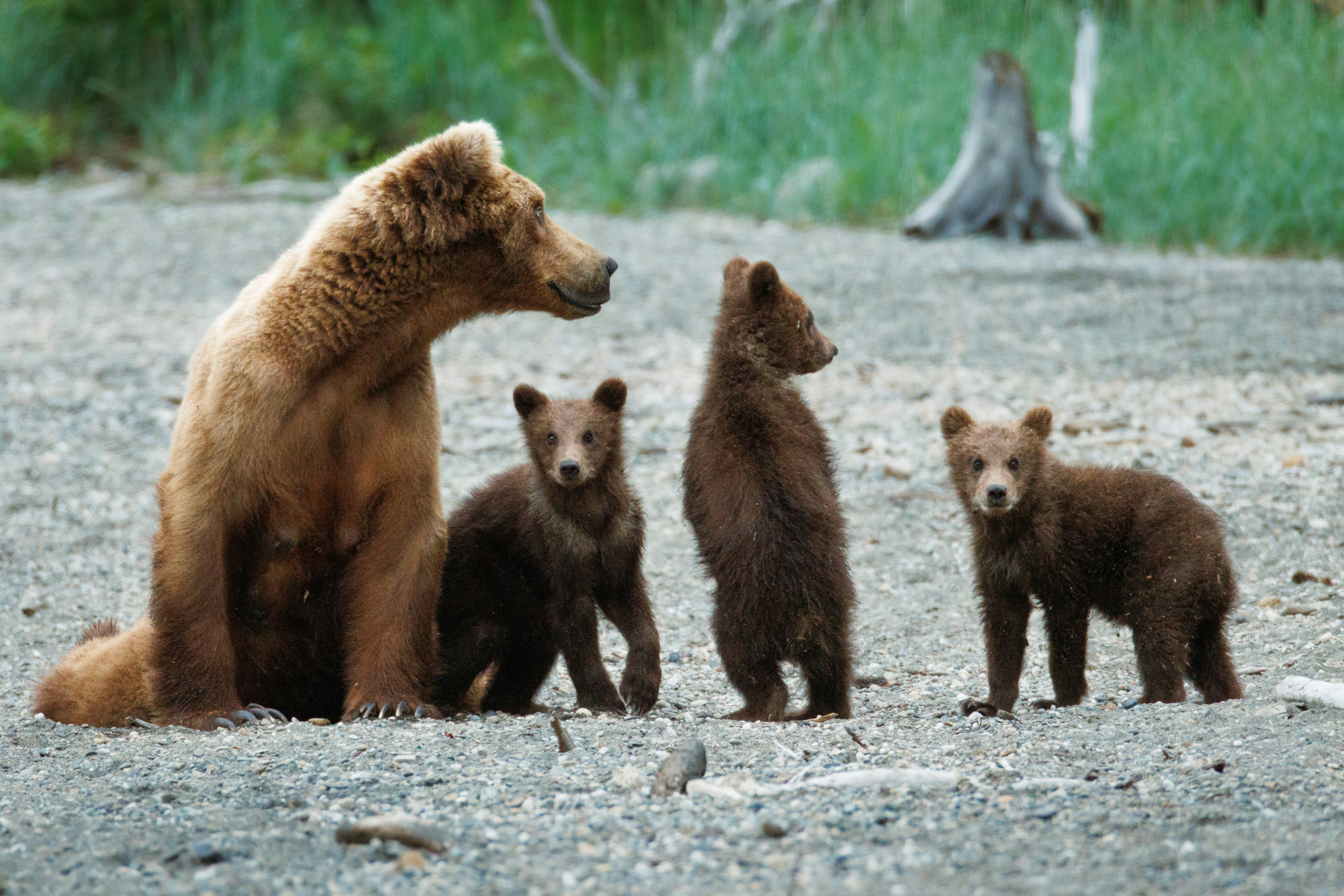 Orso bruno con tre cuccioli - Foto gratuita su Unsplash