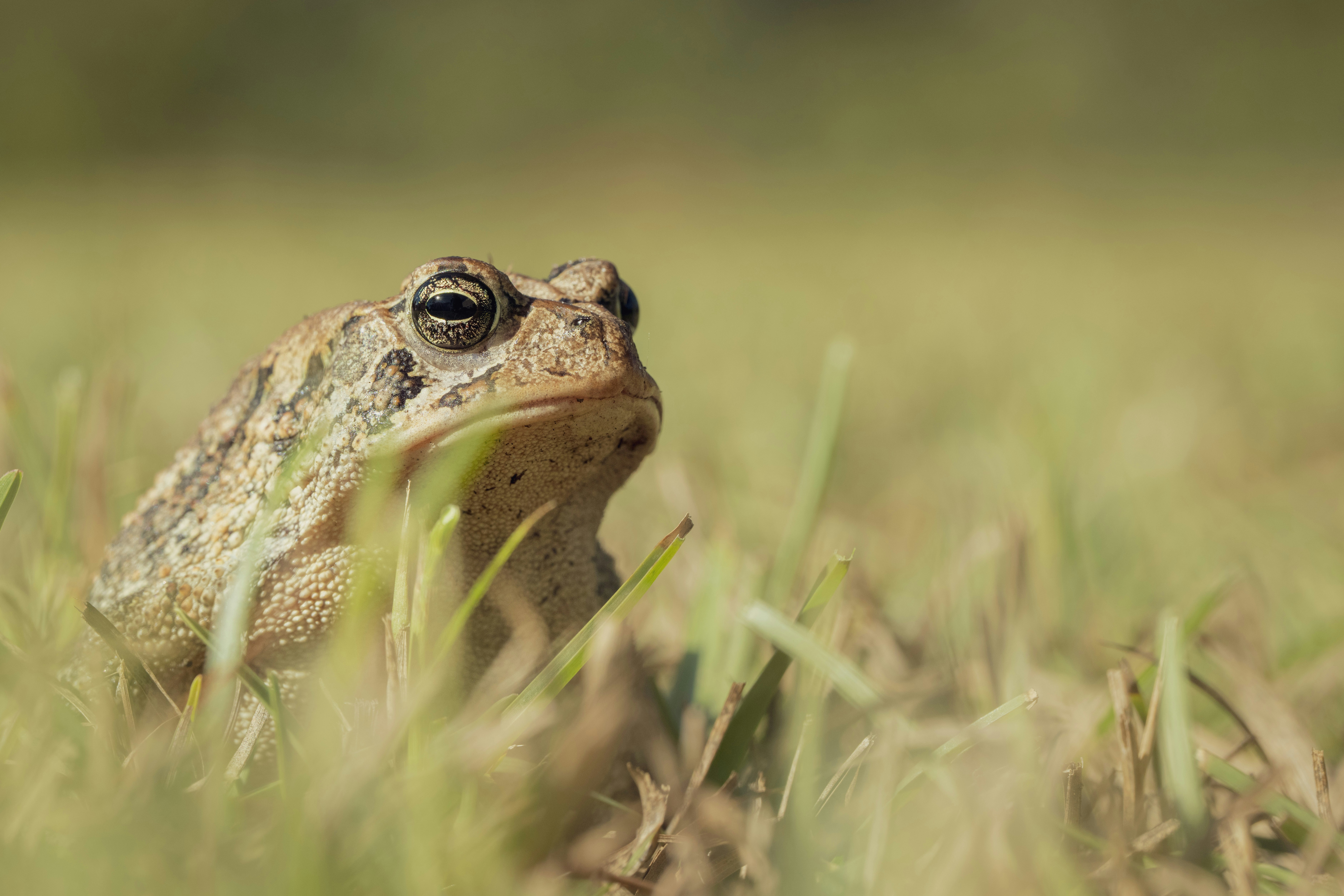A brown toad with textured skin sitting in green grass with a soft blurred background