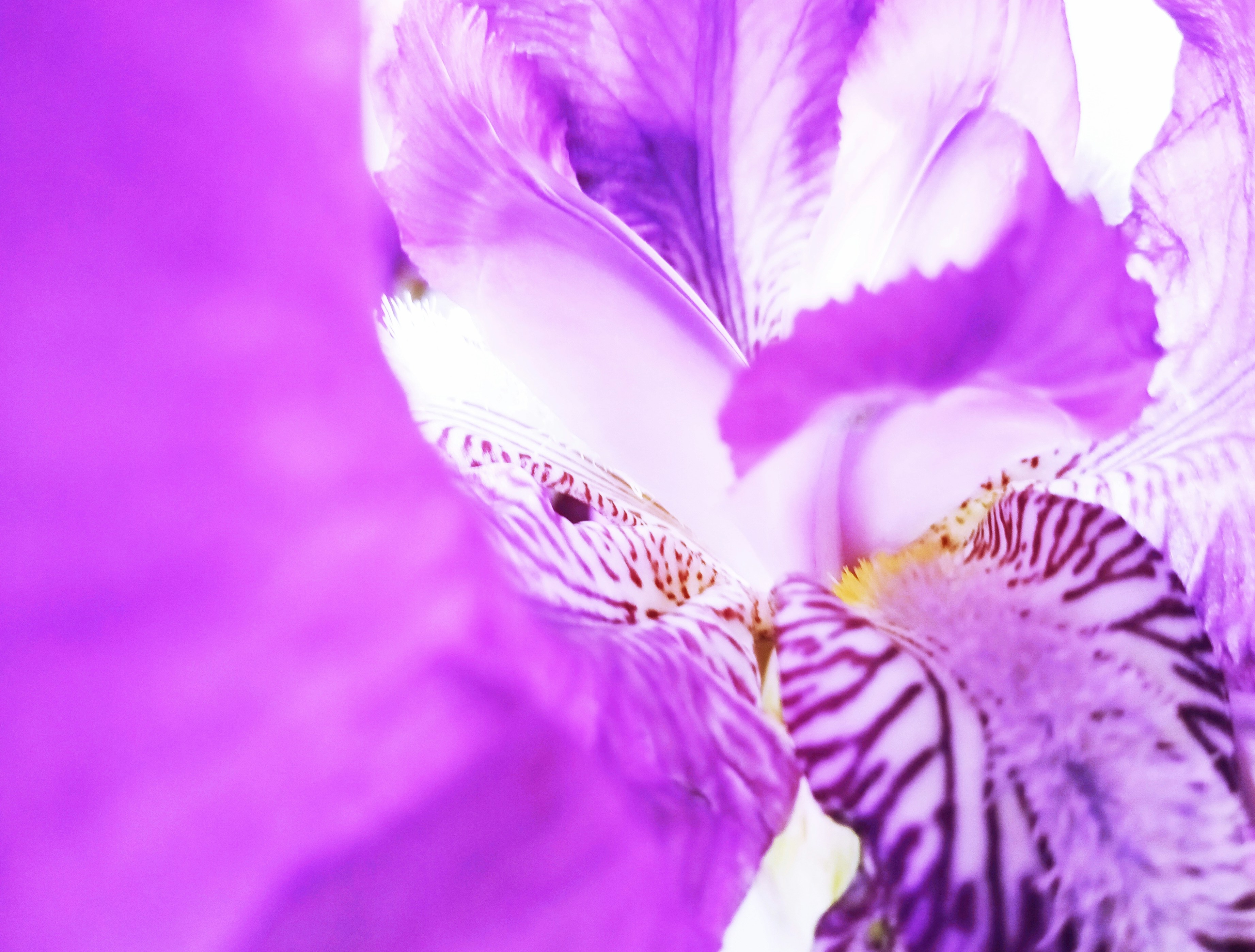 Fotomural Macro view of a purple iris flower with intricate dark veins on the petals