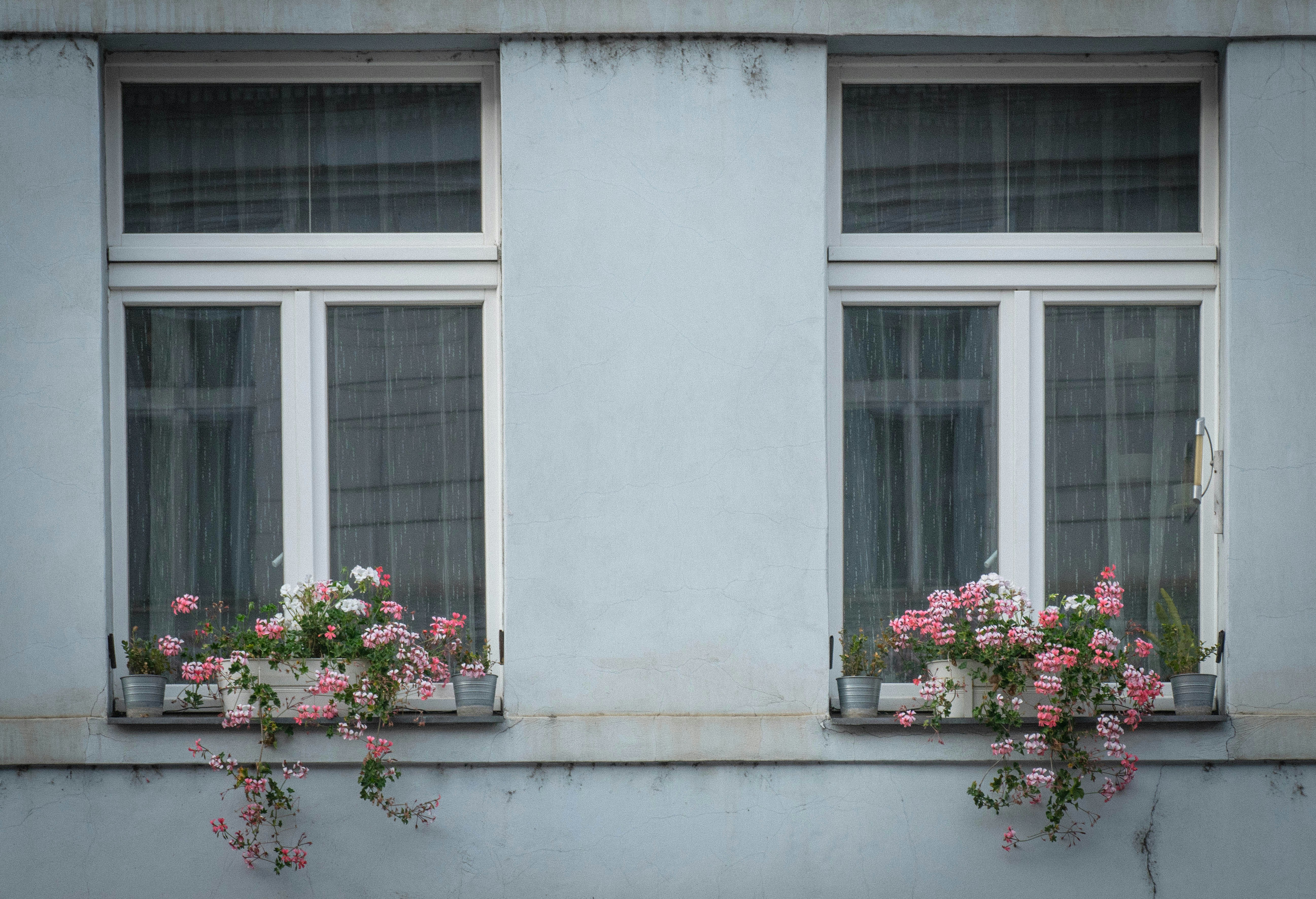 Windows with pink geraniums on wall - Free Photo on Unsplash