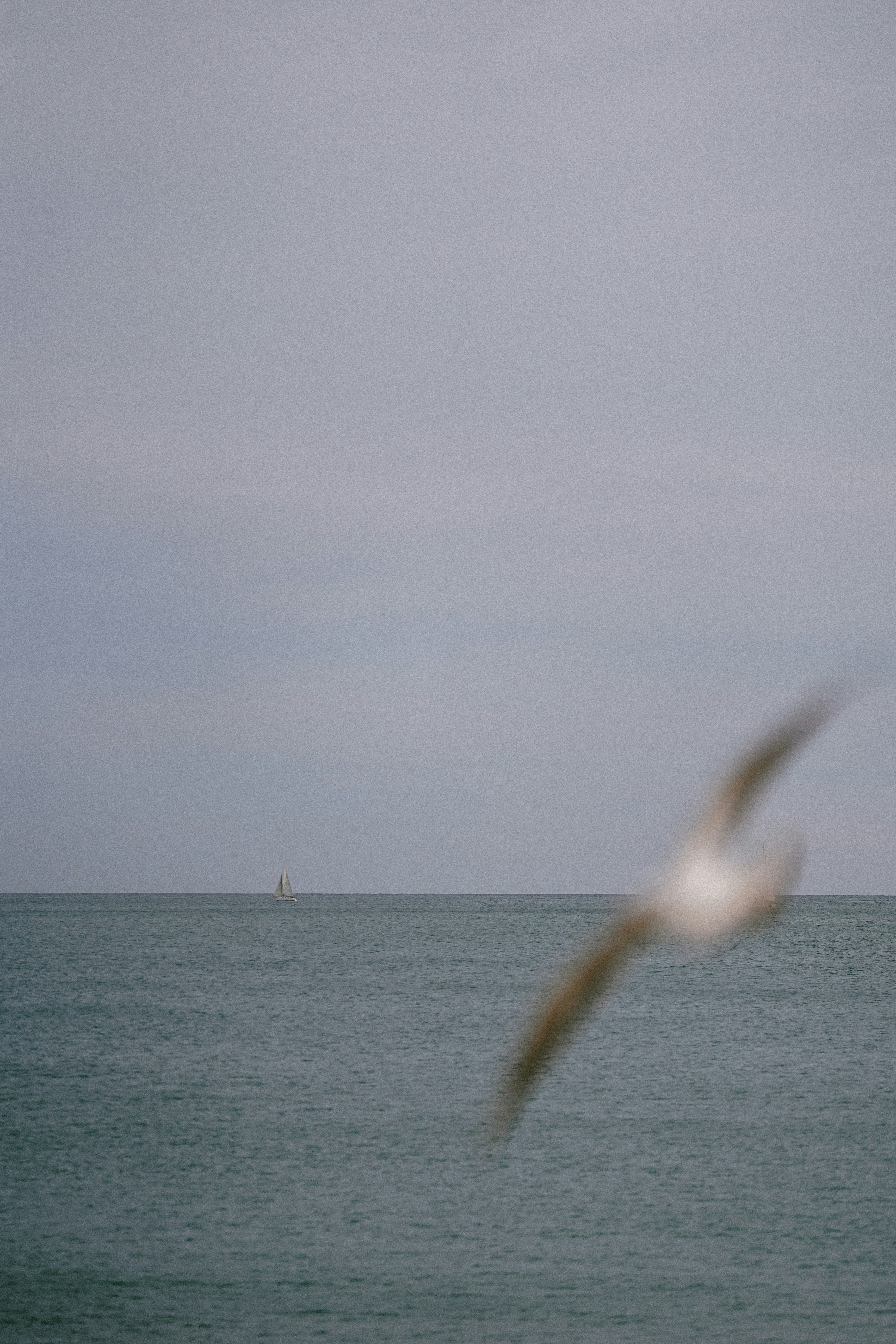A sailboat on the horizon of a calm sea with a blurred bird in the foreground