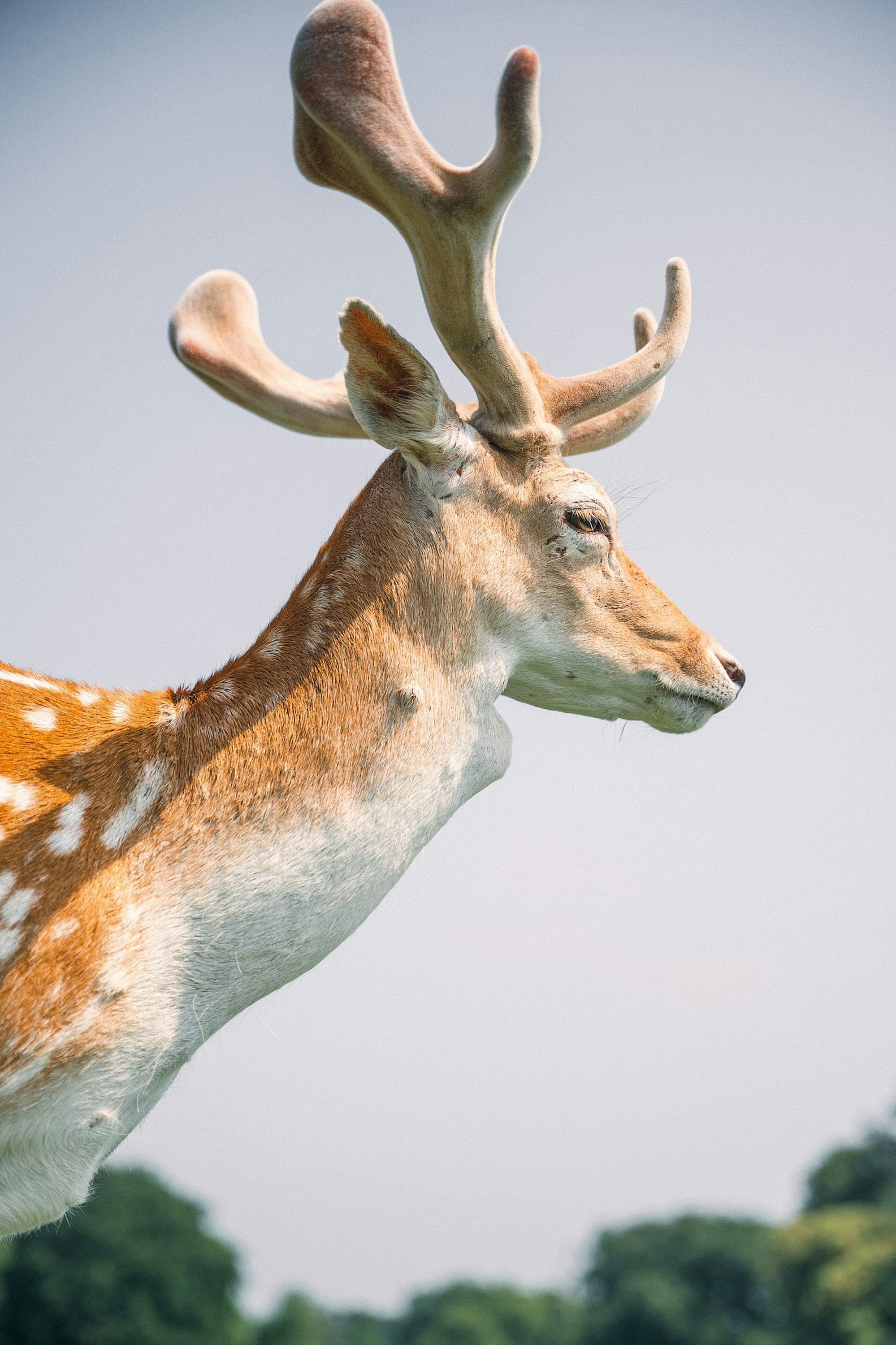 A fallow deer with velvet antlers against a clear pale sky