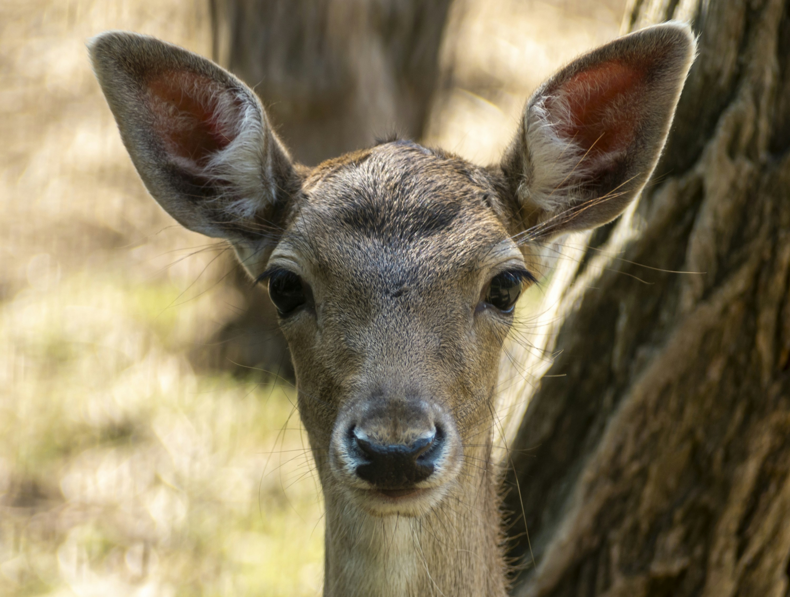 Young deer portrait in forest - Free Photo on Unsplash
